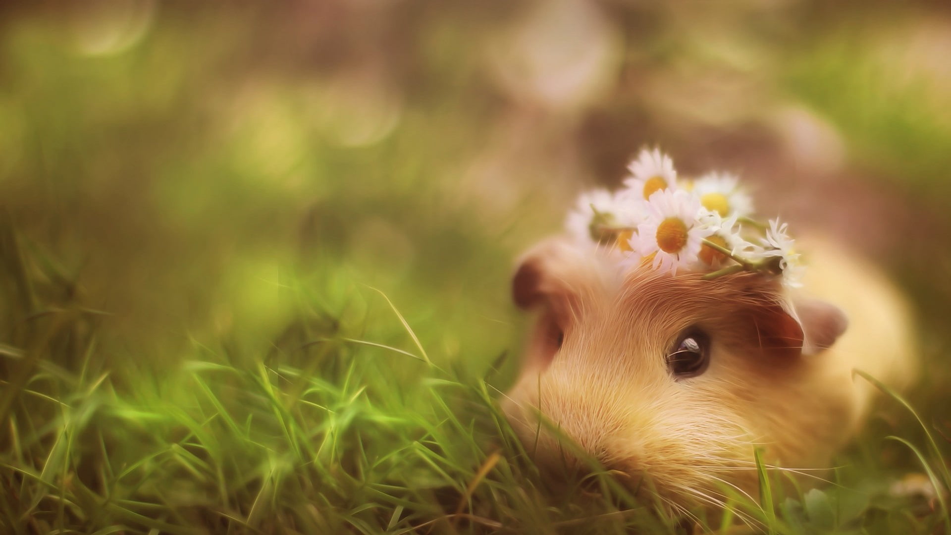 one animal, cute, animals, furry, selective focus, whiskers, land, animal themes, plant, pets, fluffy, portrait, grass, animal wildlife, fur, nature, mammal, HD Wallpaper