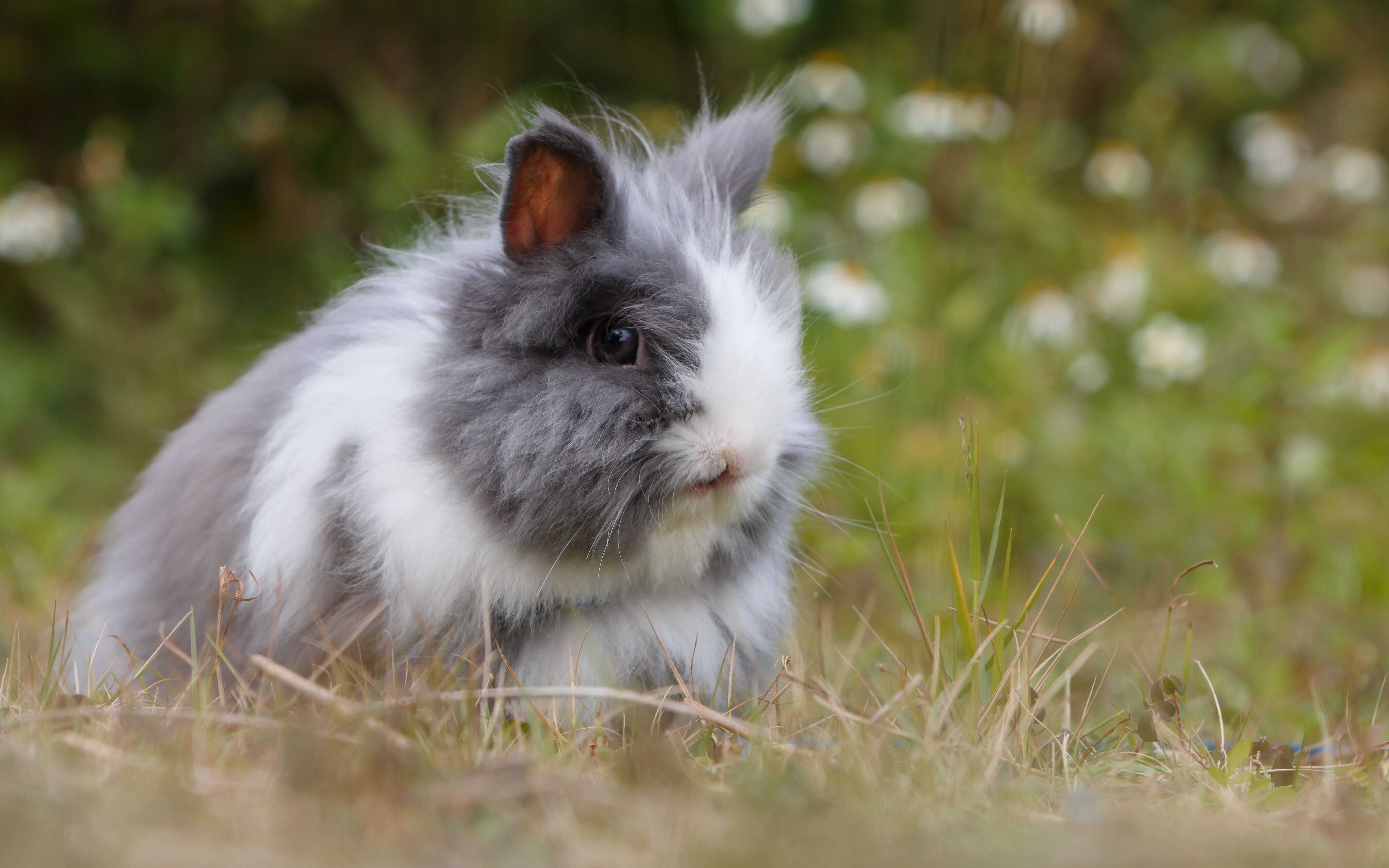 animal head, animal wildlife, one animal, pet, plant, focus, domestic animals, ear, mammal, guinea pig, selective focus, dried, whisker, bunny, animal themes, HD Wallpaper