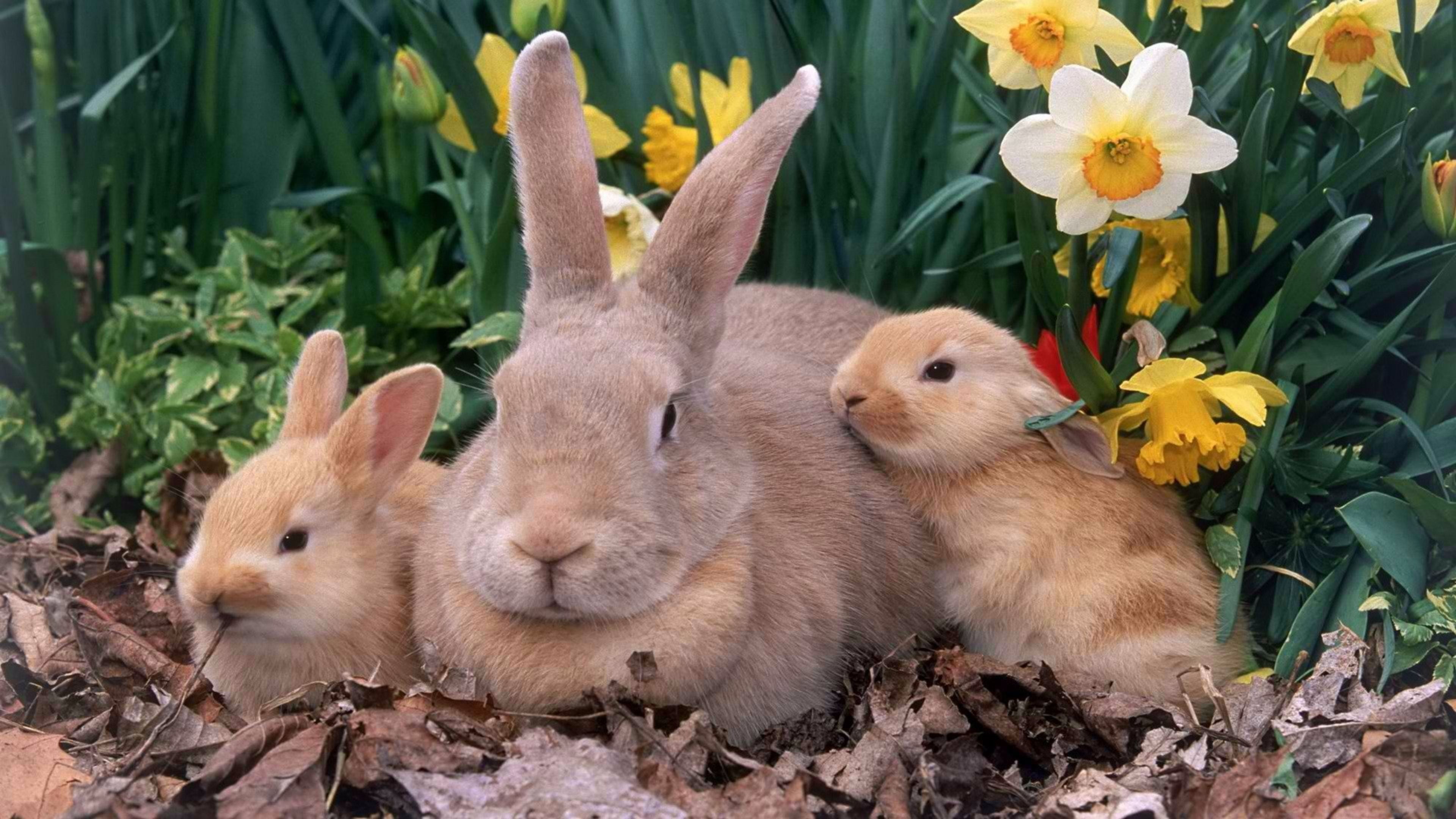 animal, fur, art, cartoon, nature, animals in the wild, vertebrate, animal wildlife, domestic animals, sitting, plant, cute, land, easter, animal themes, HD Wallpaper