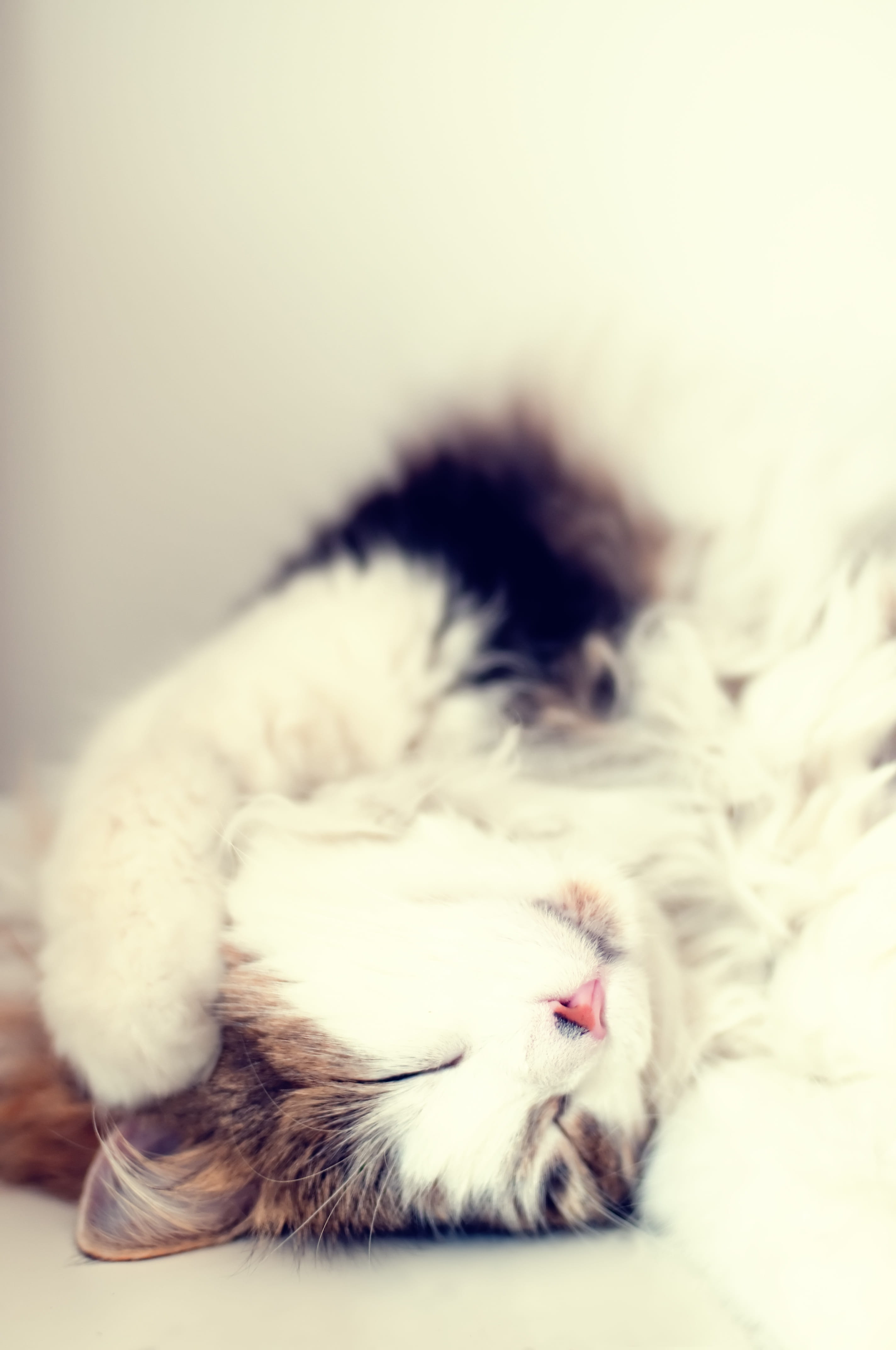 sleeping, white surface, 4K, close-up, one animal, domestic Animals, young Animal, feline, domestic, vertebrate, indoors, eyes closed, animal, relaxation, Phone HD Wallpaper