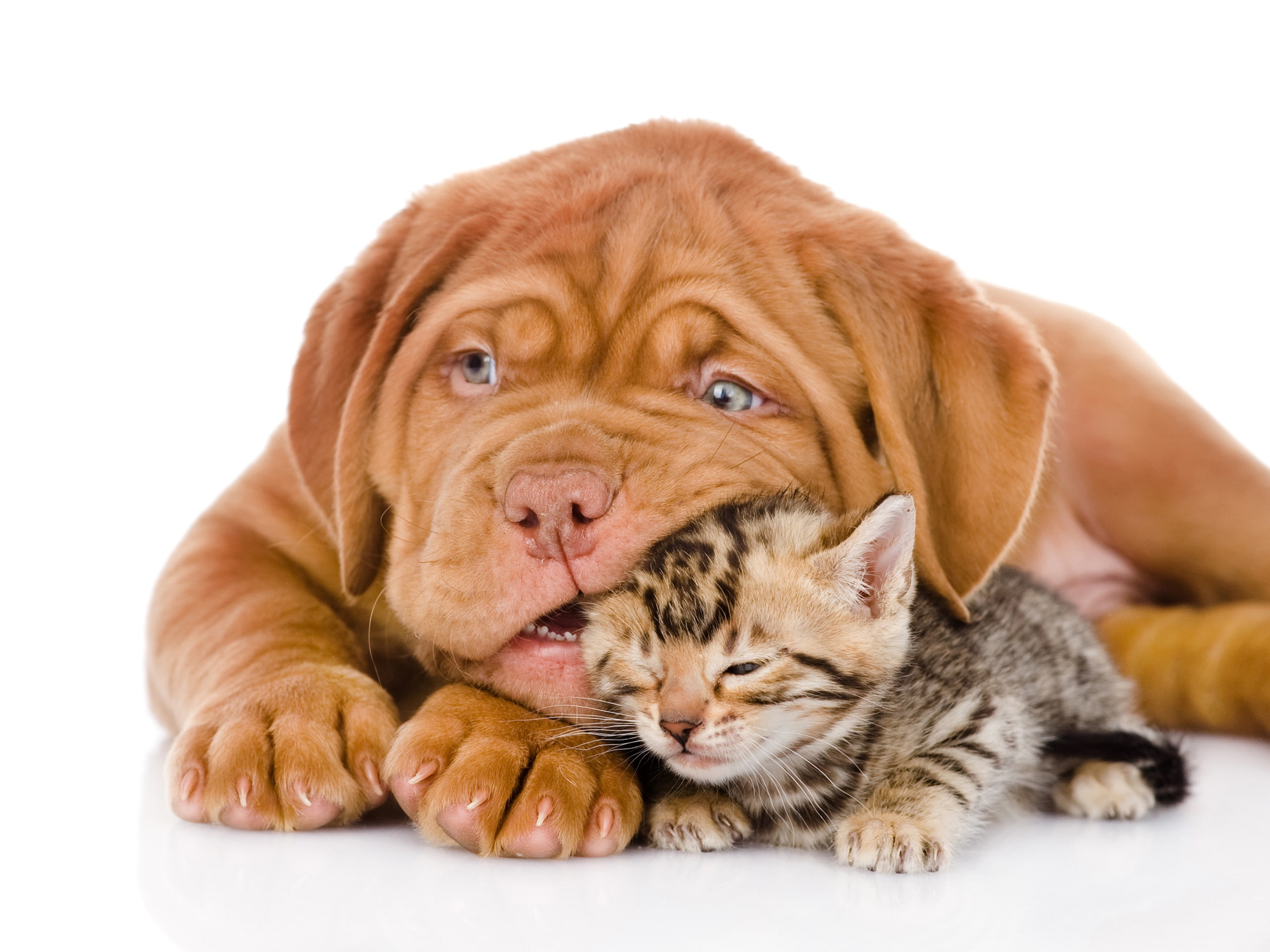 Bulldog, Dog, Cat, 2K, Kitten, HD Wallpaper