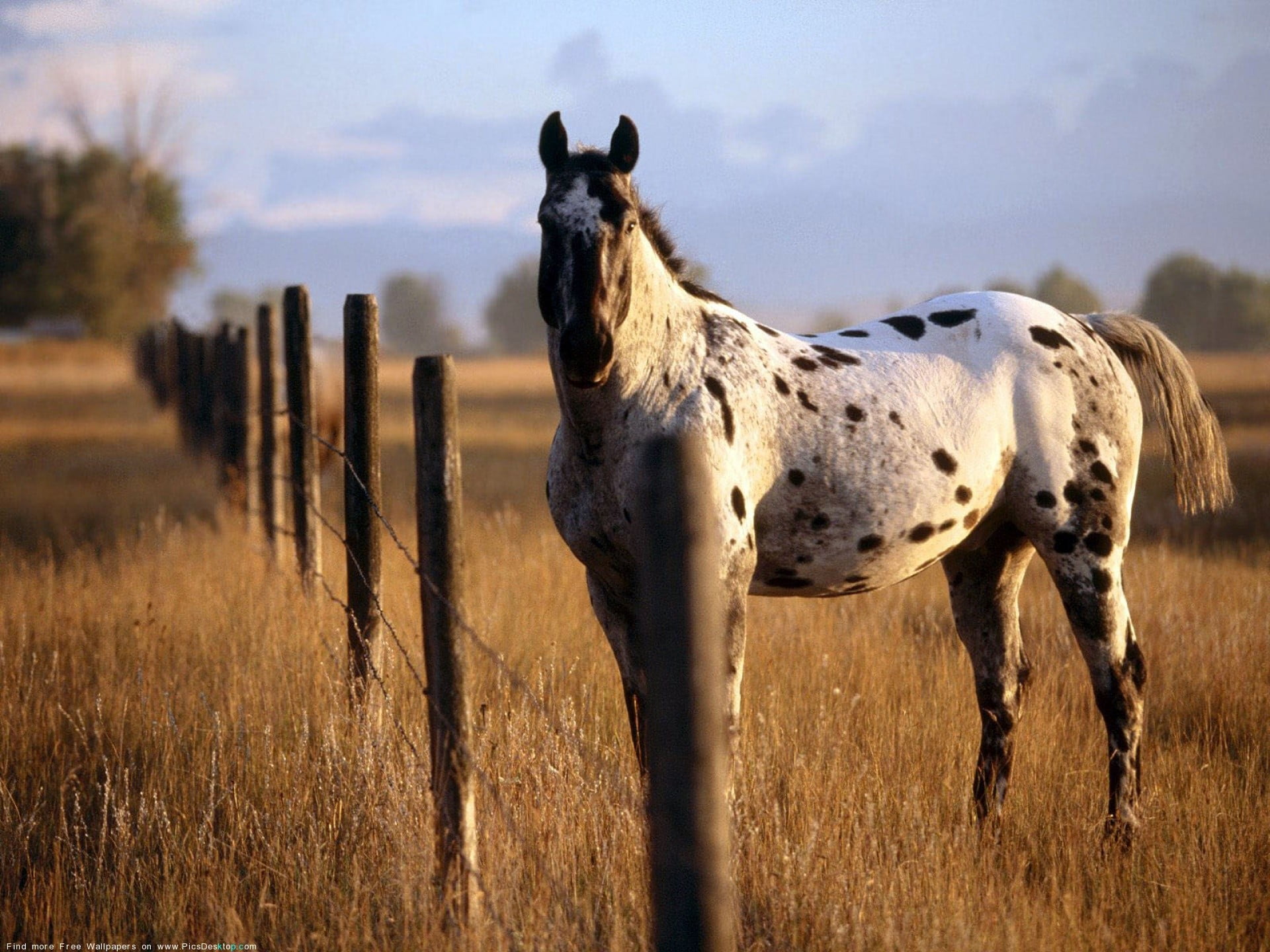 livestock, wooden post, white, standing, semi-arid, rural scene, landscape, outdoors, 1080P, one animal, grass, domestic, animal themes, animal, horse, HD Wallpaper