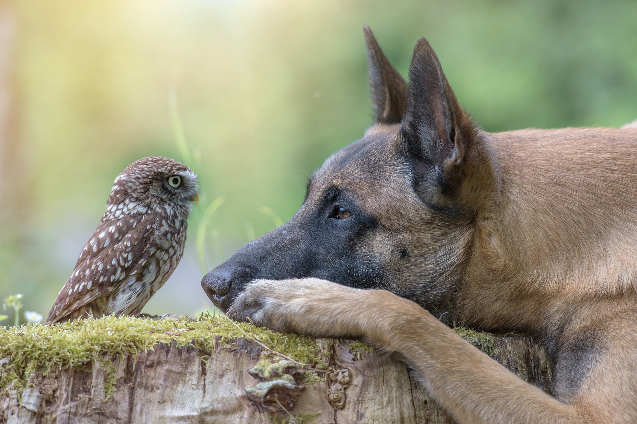 two animals, owl, tree, malinois, pets, adult, animal themes, stump, day, animals in the wild, vertebrate, focus on foreground, no people, group of animals, HD Wallpaper