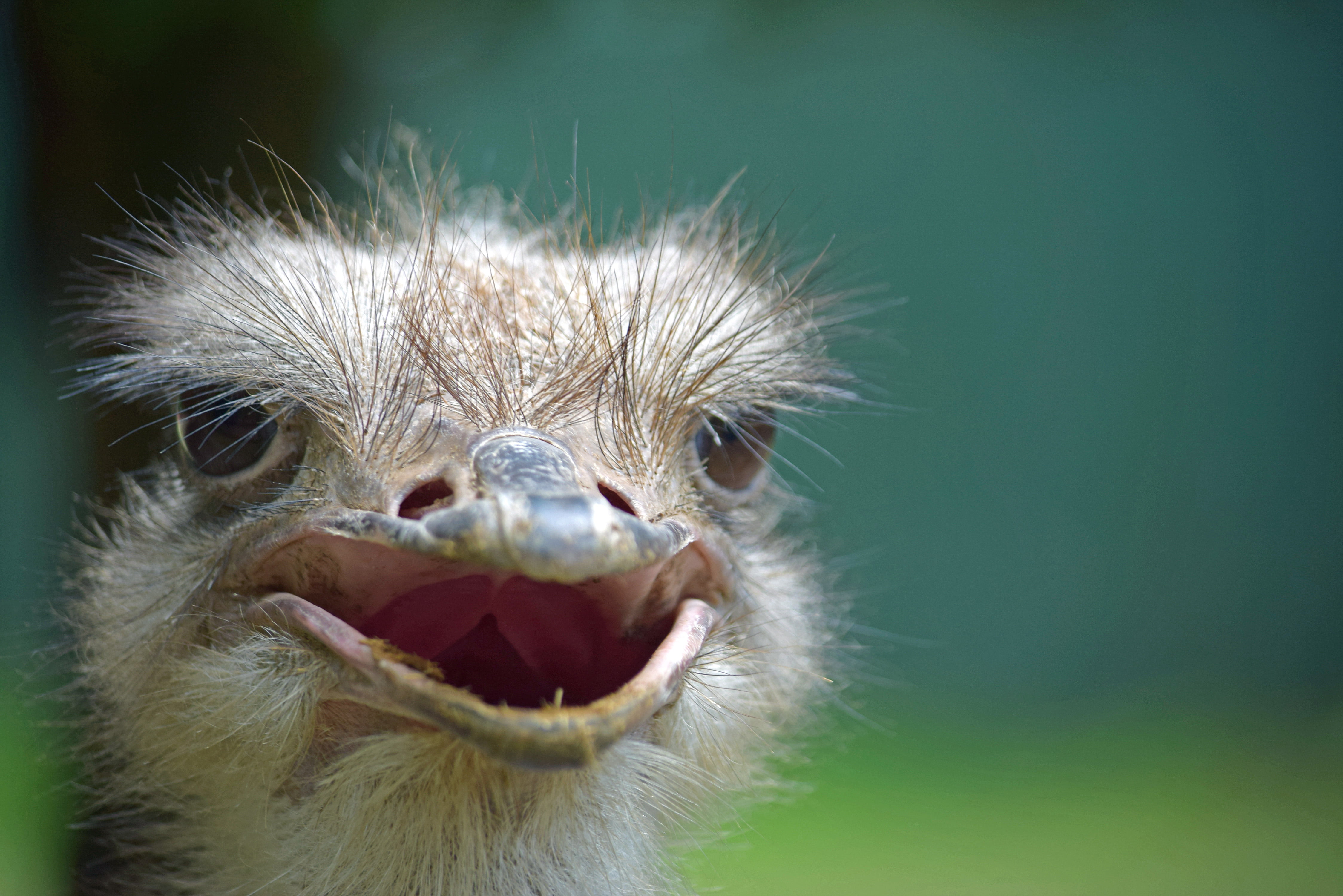 bird, nature, head, close, animals In The Wild, wildlife, Ostrich, close up photography, beak, brown, animal Head, Lashes, 4K, photography, animal, LVZ, HD Wallpaper