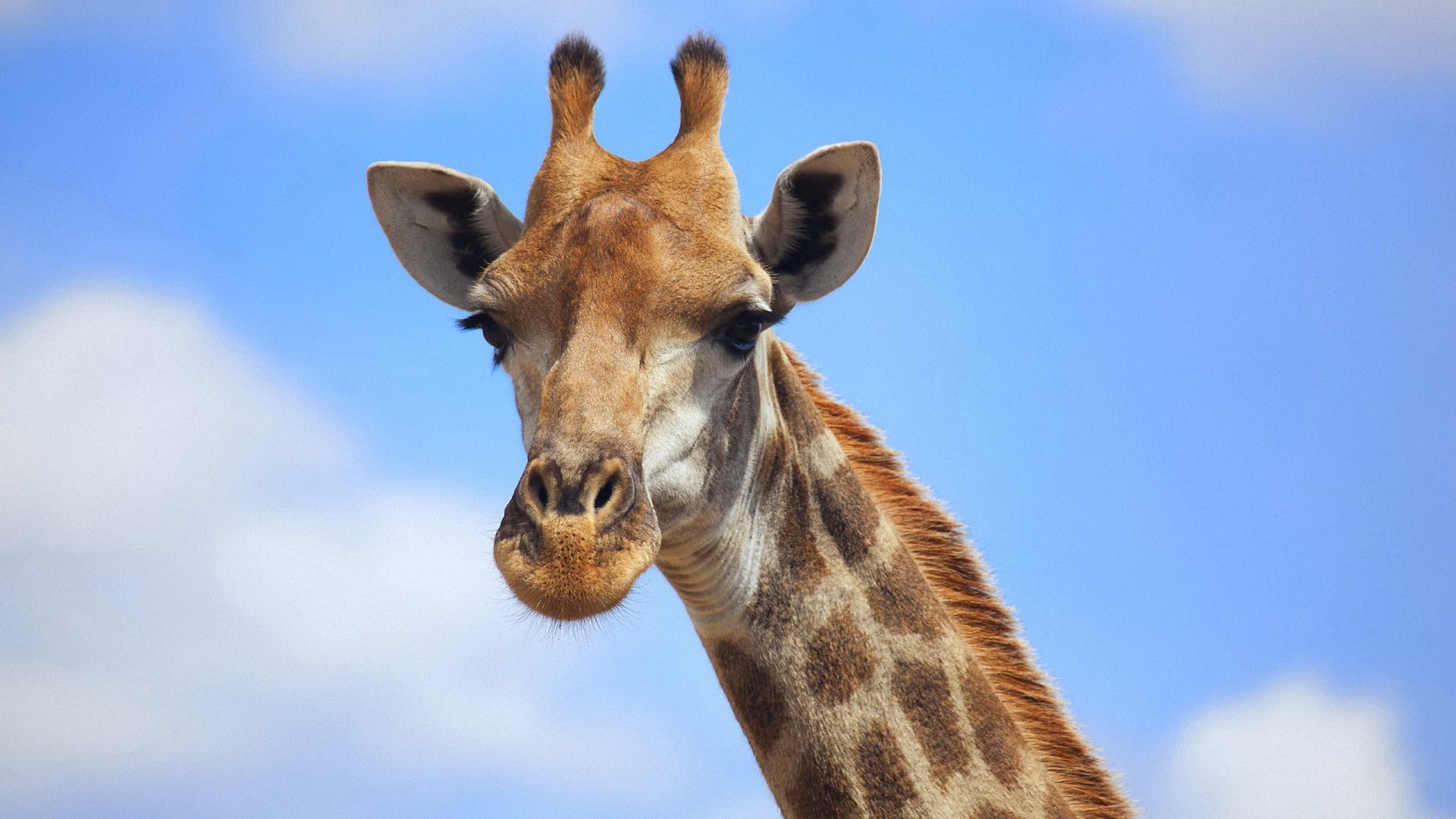 blue, giraffe, mouth, 1080P, animals, blue sky, head, sky, photography, HD Wallpaper