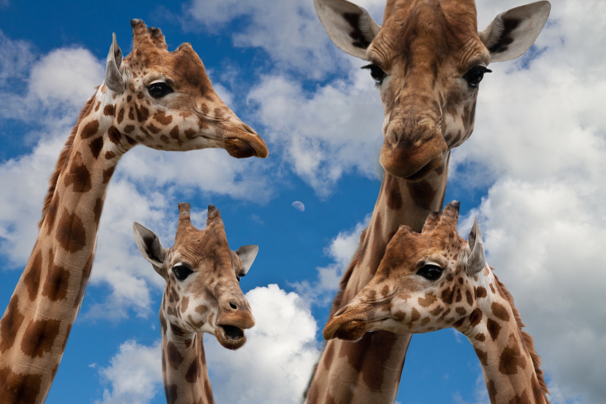live together, sky, animal body part, animal wildlife, domestic animals, no people, separation, outdoors, animals in the wild, herbivorous, educational measures, HD Wallpaper