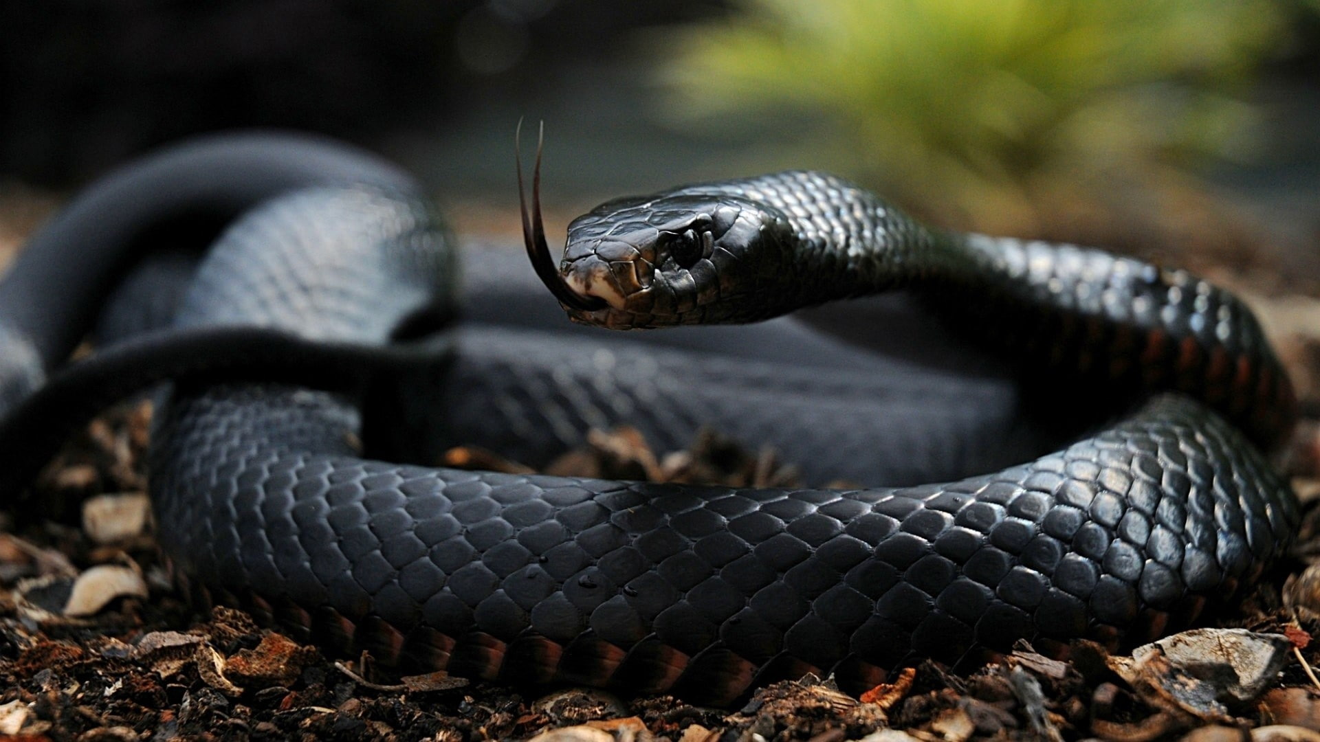 reptiles, snake, 1080P, animals, mamba, HD Wallpaper