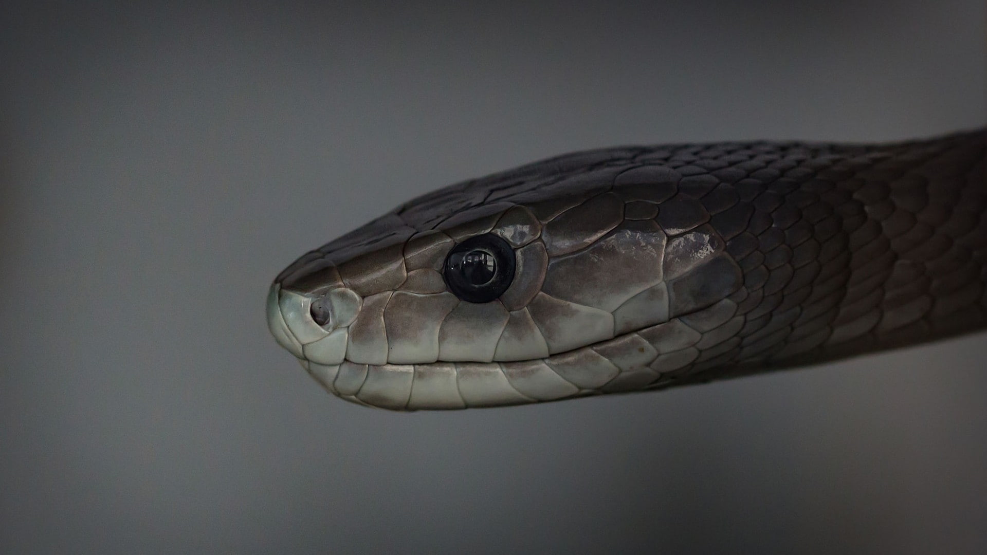 mamba, reptiles, 1080P, snake, HD Wallpaper