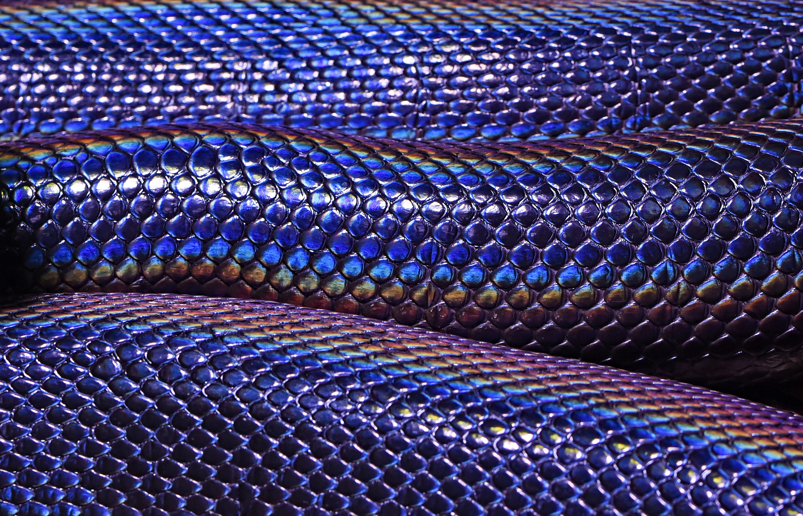 animal themes, photo, reptile, texture, backgrounds, snakeskin, day, closeup, animal, communication, animal scale, brown, purple, close-up, indoors, blue, HD Wallpaper