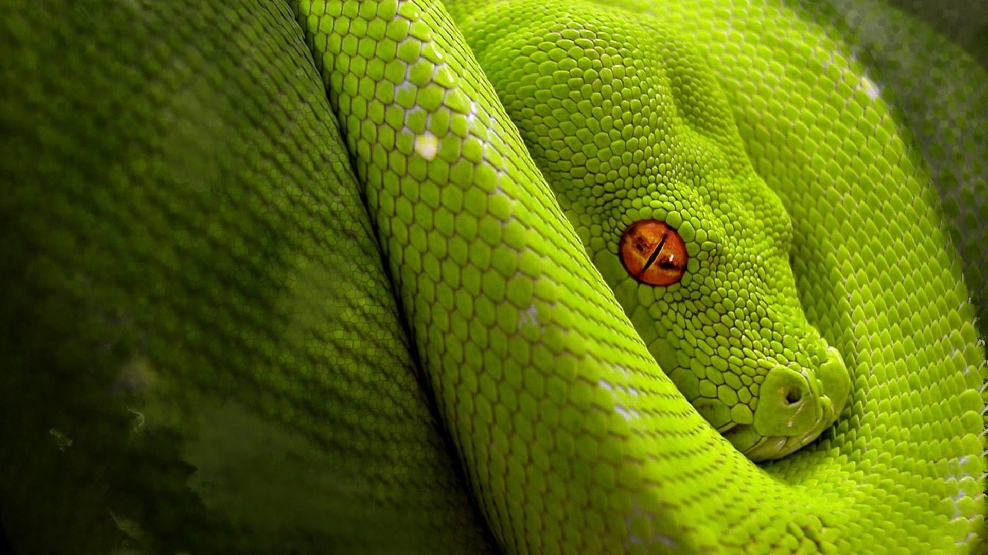 outdoors, animal wildlife, animals, vertebrate, green color, animal body part, animal head, mamba, close-up, 1080P, animal, animal eye, green, rainforest, HD Wallpaper