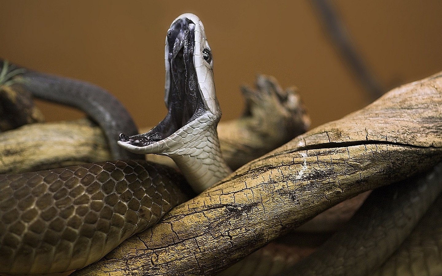 720P, Black Mamba, Reptiles, HD Wallpaper