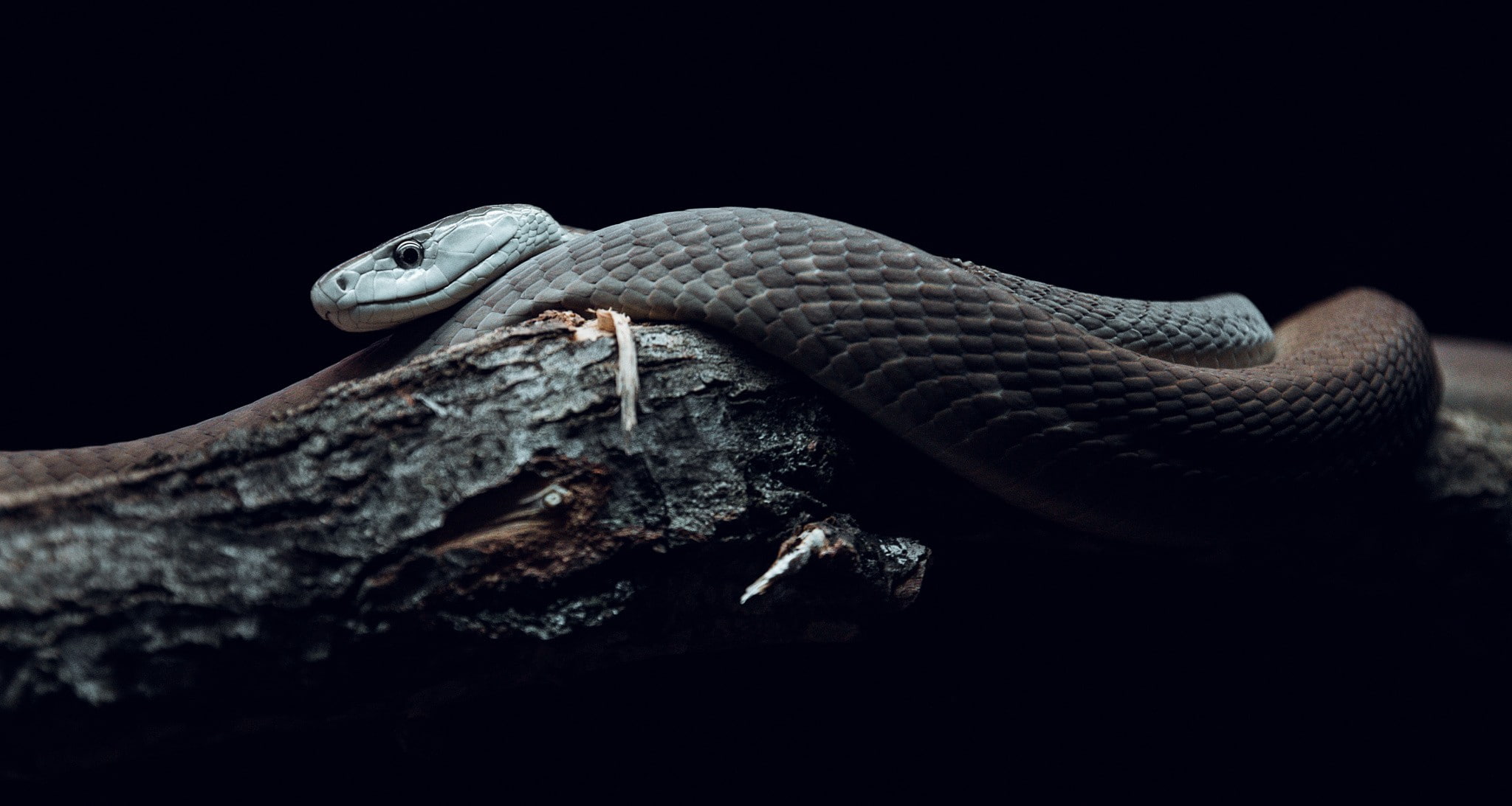 wildlife, branch, reptiles, snake, photography, nature, mamba, 1080P, HD Wallpaper