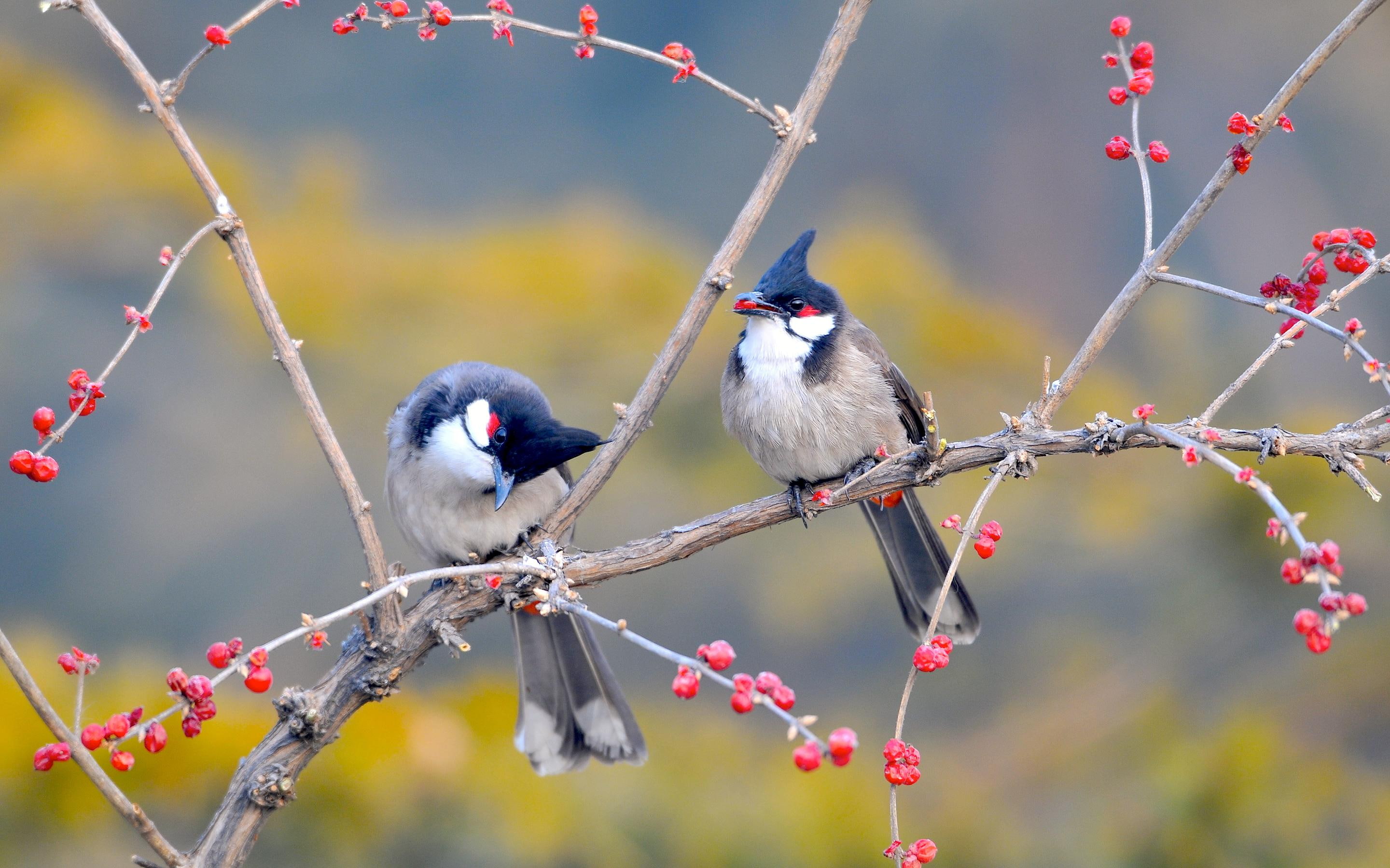 red, 2K, whiskered, birds, bulbul, HD Wallpaper