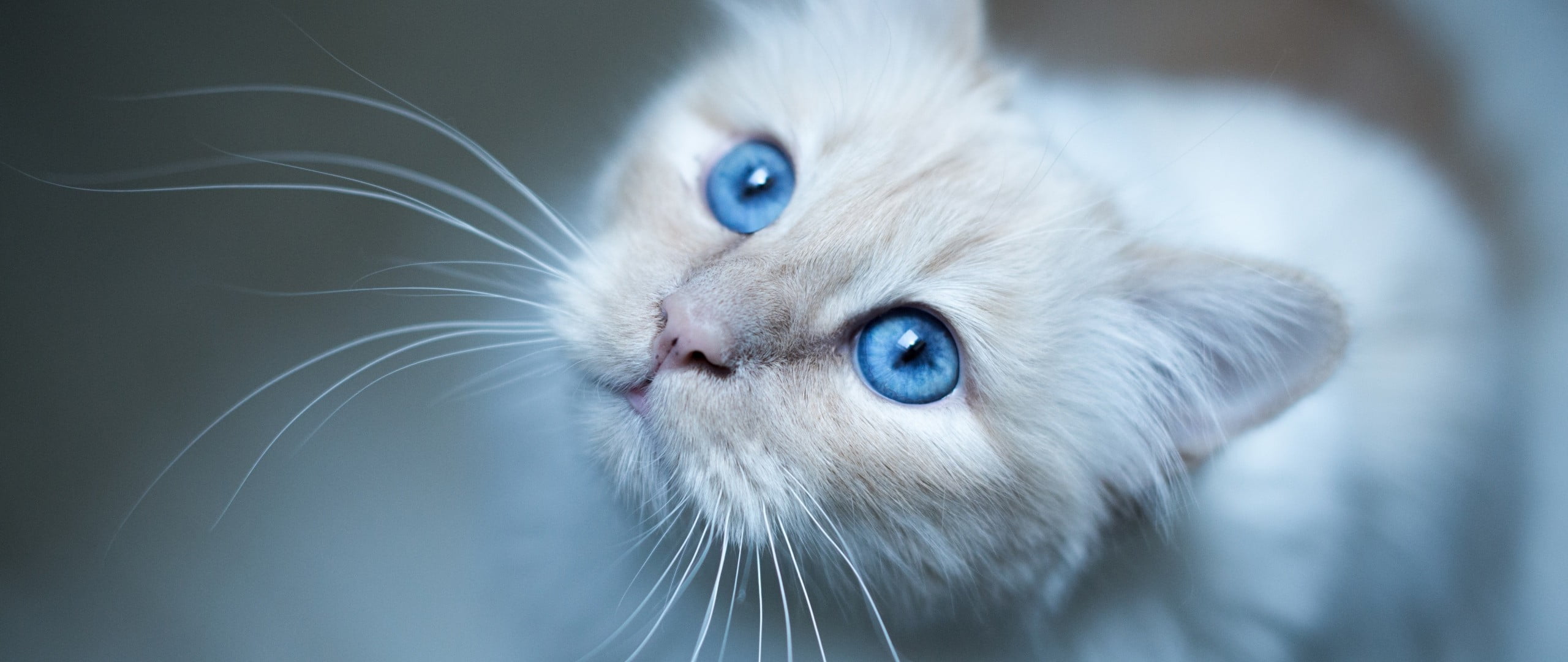 feline, mammal, fur, 2K, eye, whiskers, looking, pets, domestic cat, domestic, animal body part, black, body part, persian cat, white, domestic animals, HD Wallpaper