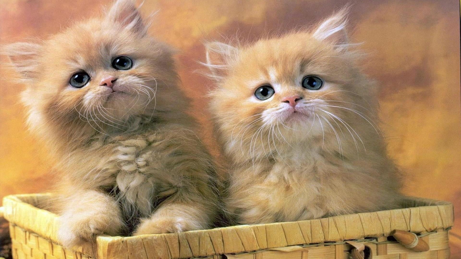 portrait, cute, whisker, feline, vertebrate, cat, animal family, pets, domestic, persian cat, group of animals, 1080P, kitten, animal, two animals, animal head, HD Wallpaper