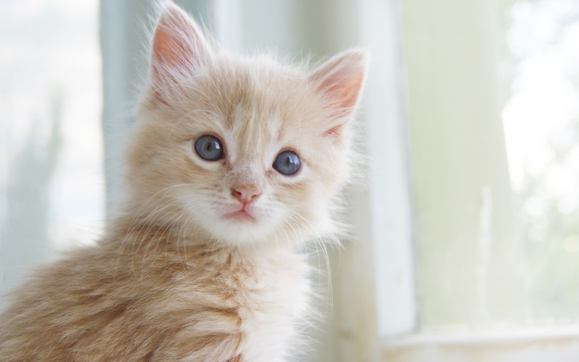 Cat, Cute, Whiskers, s, Kitten, close, eyes, Expressions, Facial, 1080P, HD Wallpaper