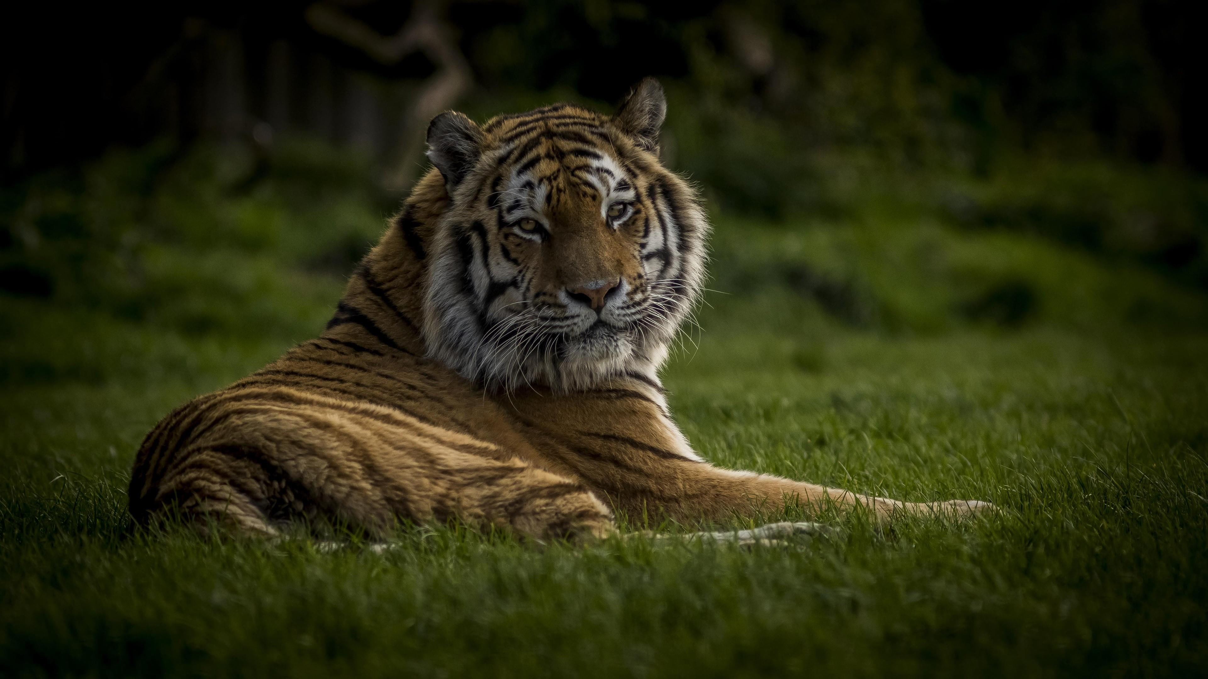 grass, whiskers, wildlife, big cat, tiger, mammal, 4K, wilderness, HD Wallpaper