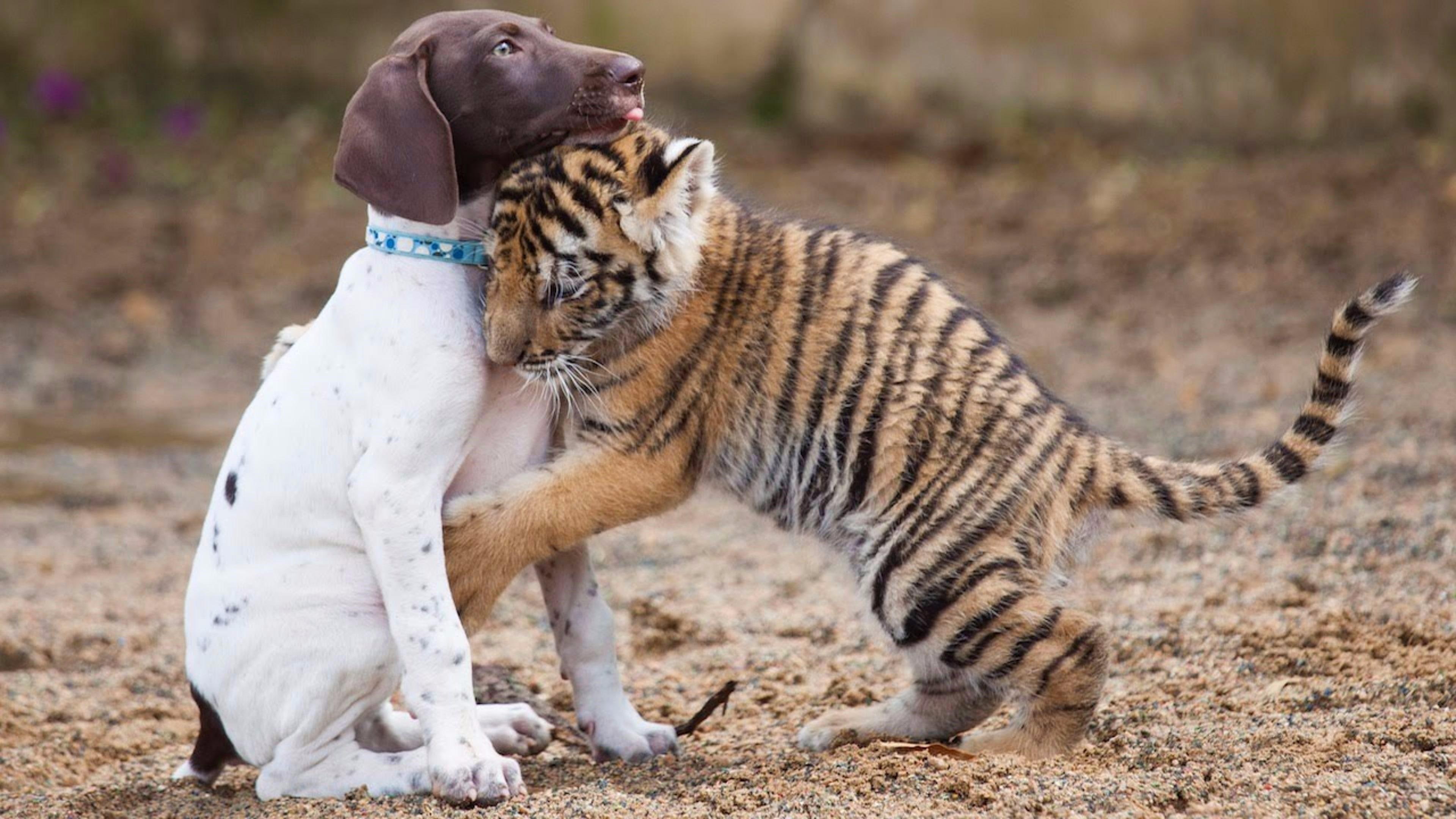 puppy, cub, dog, whiskers, 4K, wildlife, animal, tiger, cute, hug, HD Wallpaper