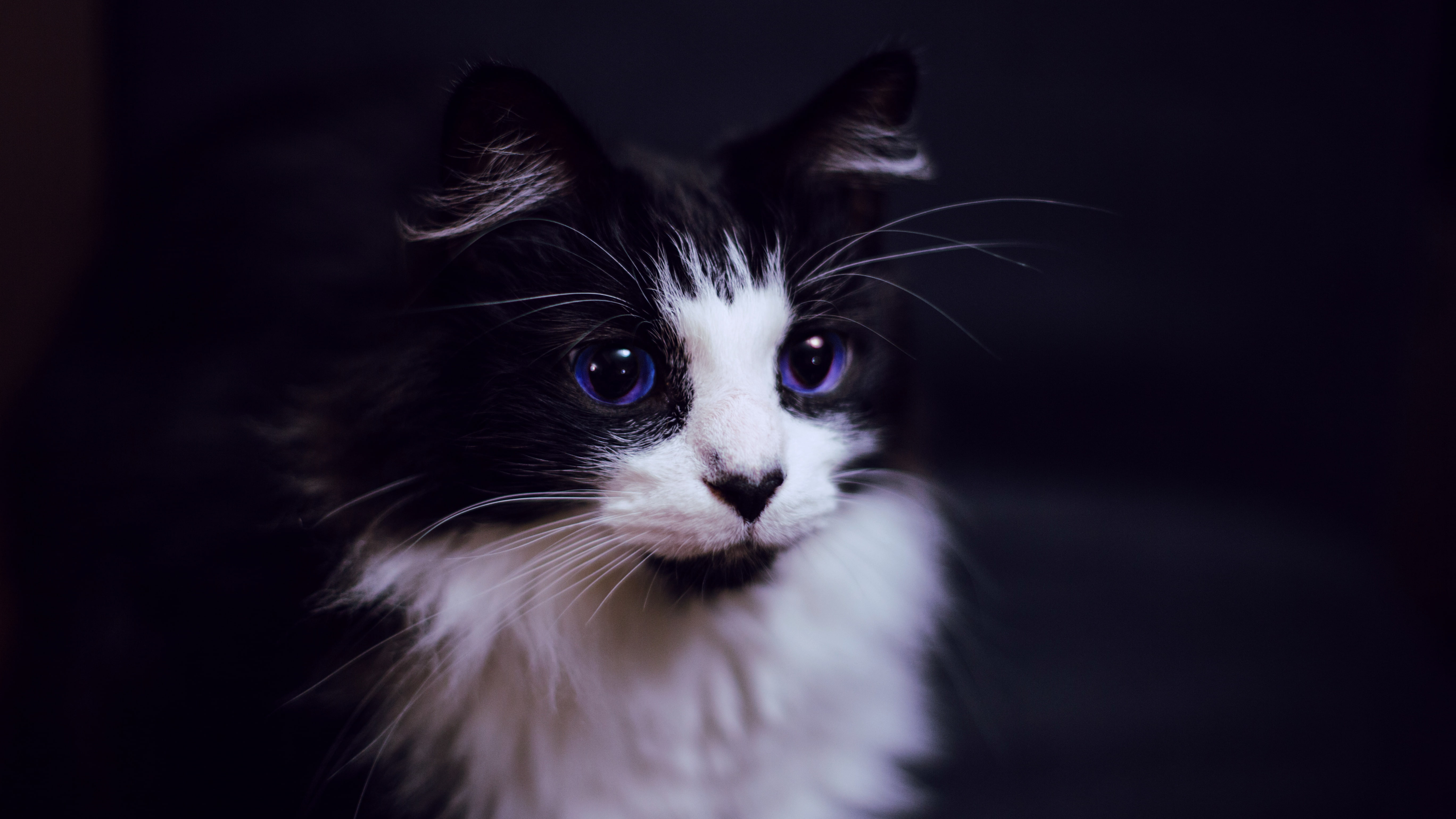 black background, animal eye, animal themes, chihuahua - dog, animal, vertebrate, feline, domestic, 5K, domestic animals, animal head, whisker, looking at camera, HD Wallpaper