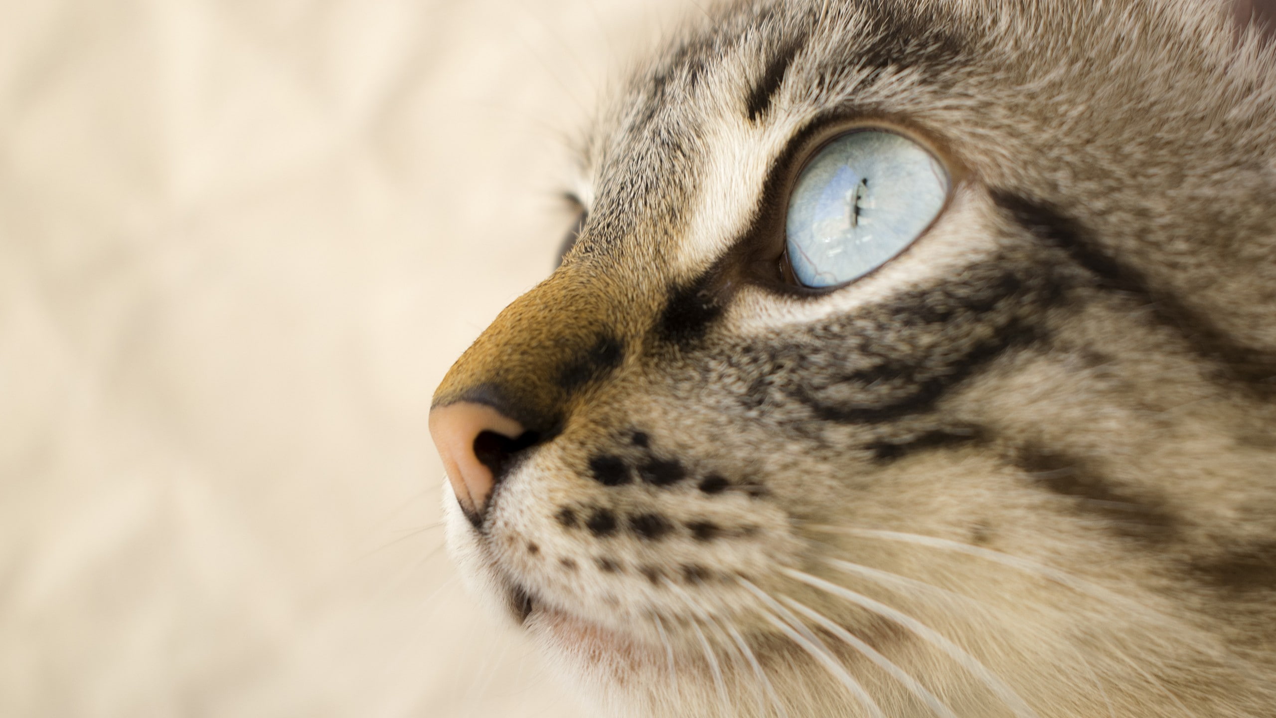 animal, profile view, domestic, cat, whiskers, domestic cat, focus on foreground, animals, eye, animal nose, animal body part, vertebrate, blue eyes, animal themes, HD Wallpaper