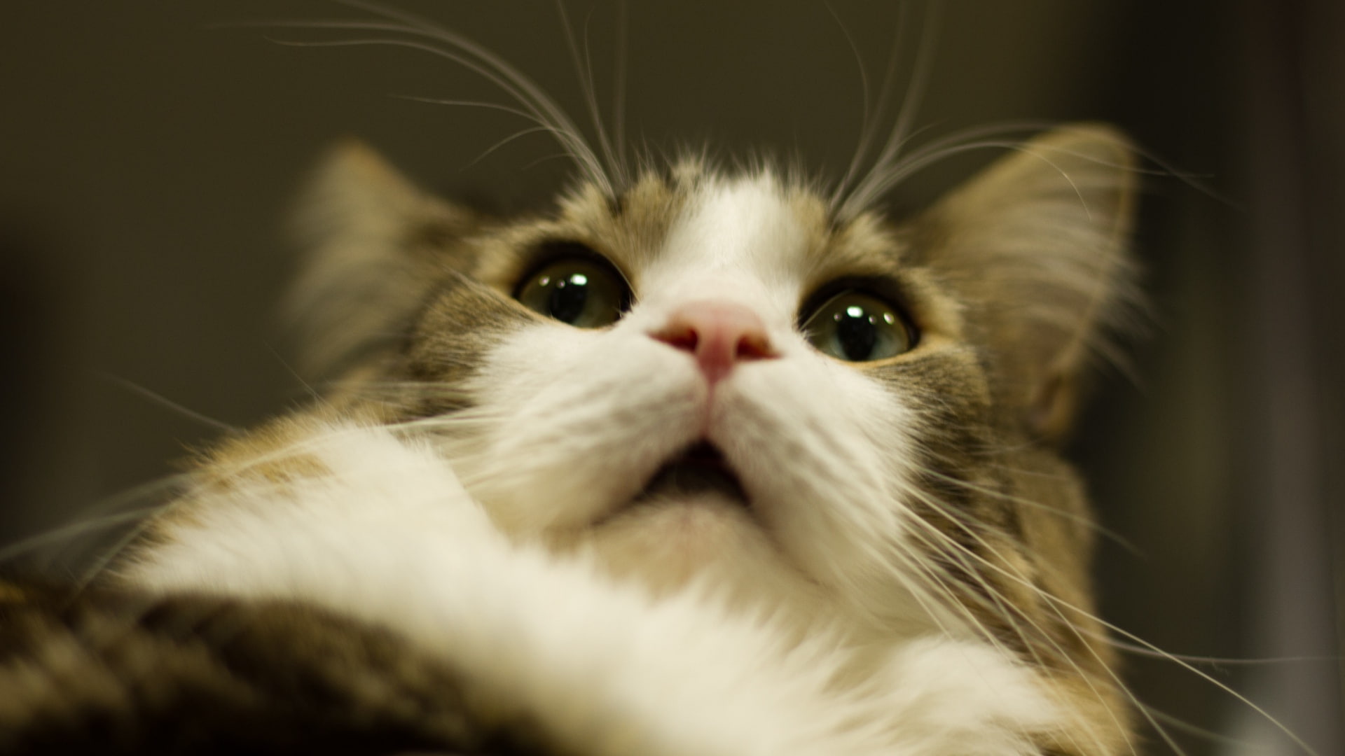 muzzles, animals, whiskers, 1080P, cat, fur, HD Wallpaper