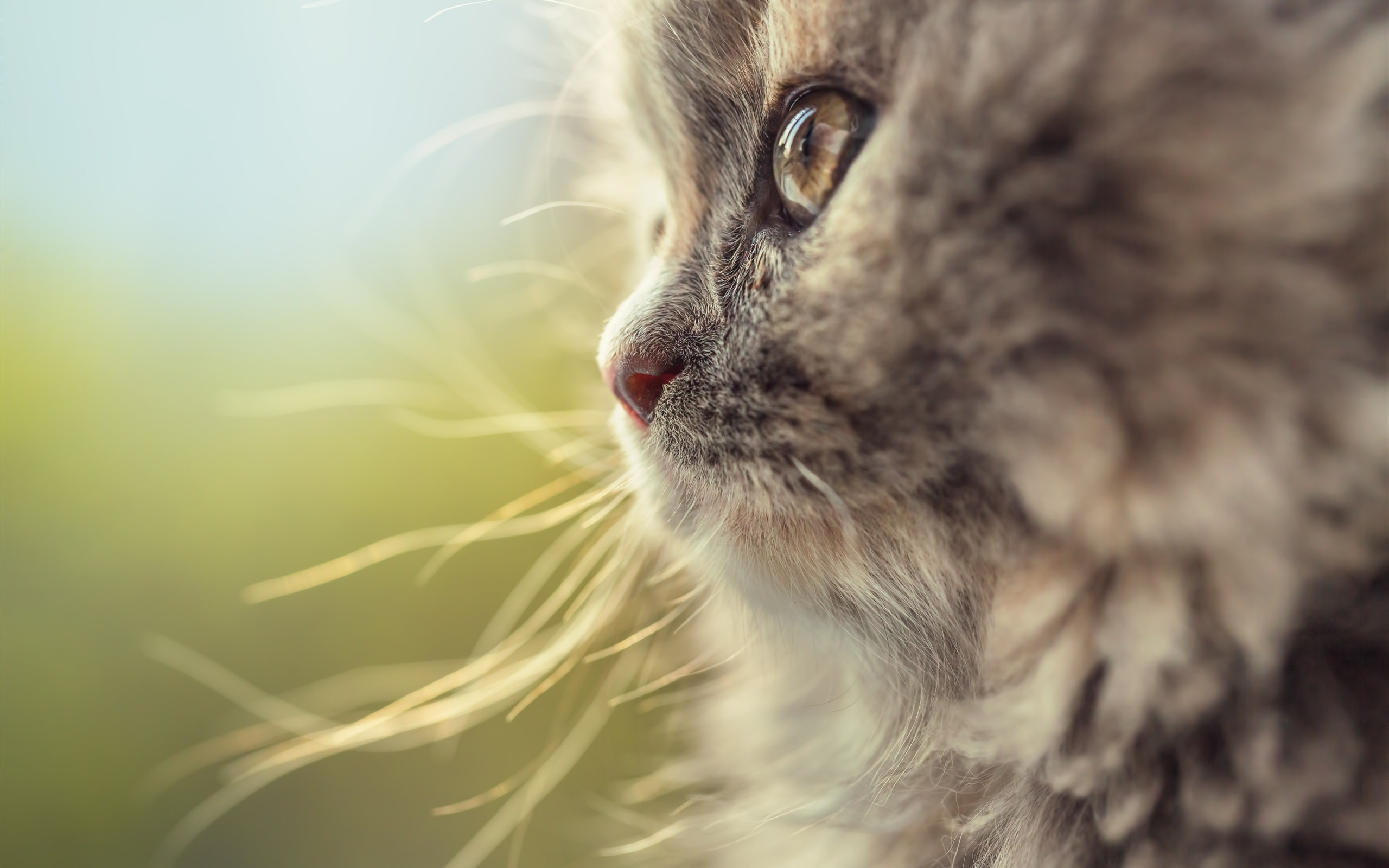 Cat, 2K, Whiskers, Side, Face, View, HD Wallpaper