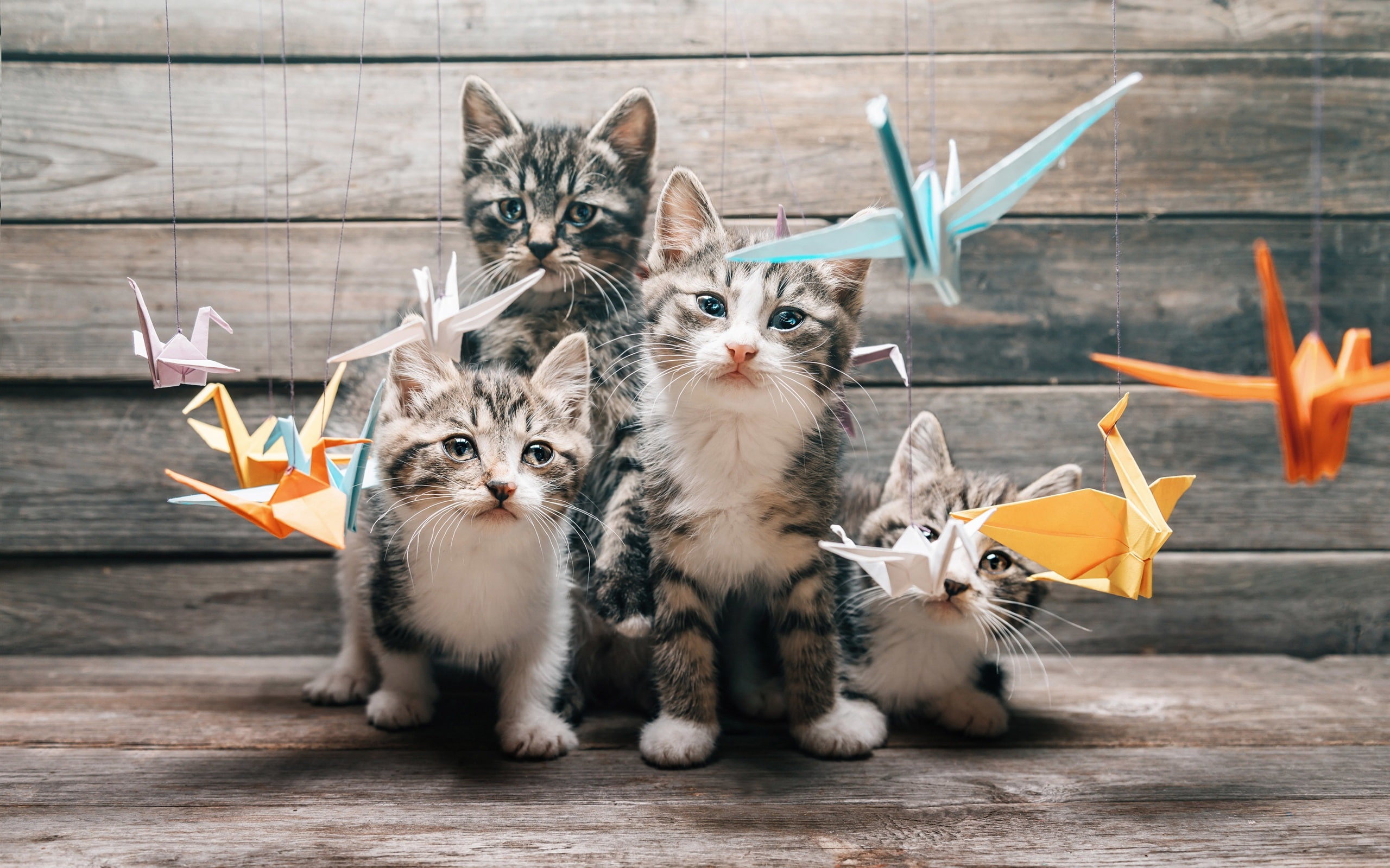Four, Whiskers, Looking, Kittens, 2K, Paper, Origami, Birds, HD Wallpaper