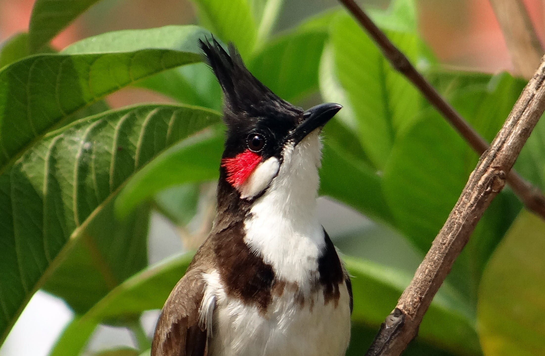 whiskered, tree, nature, india, sipahi bulbul, outdoors, leaf, bulbul, animal themes, close-up, focus on foreground, branch, plant, green color, plant part, HD Wallpaper