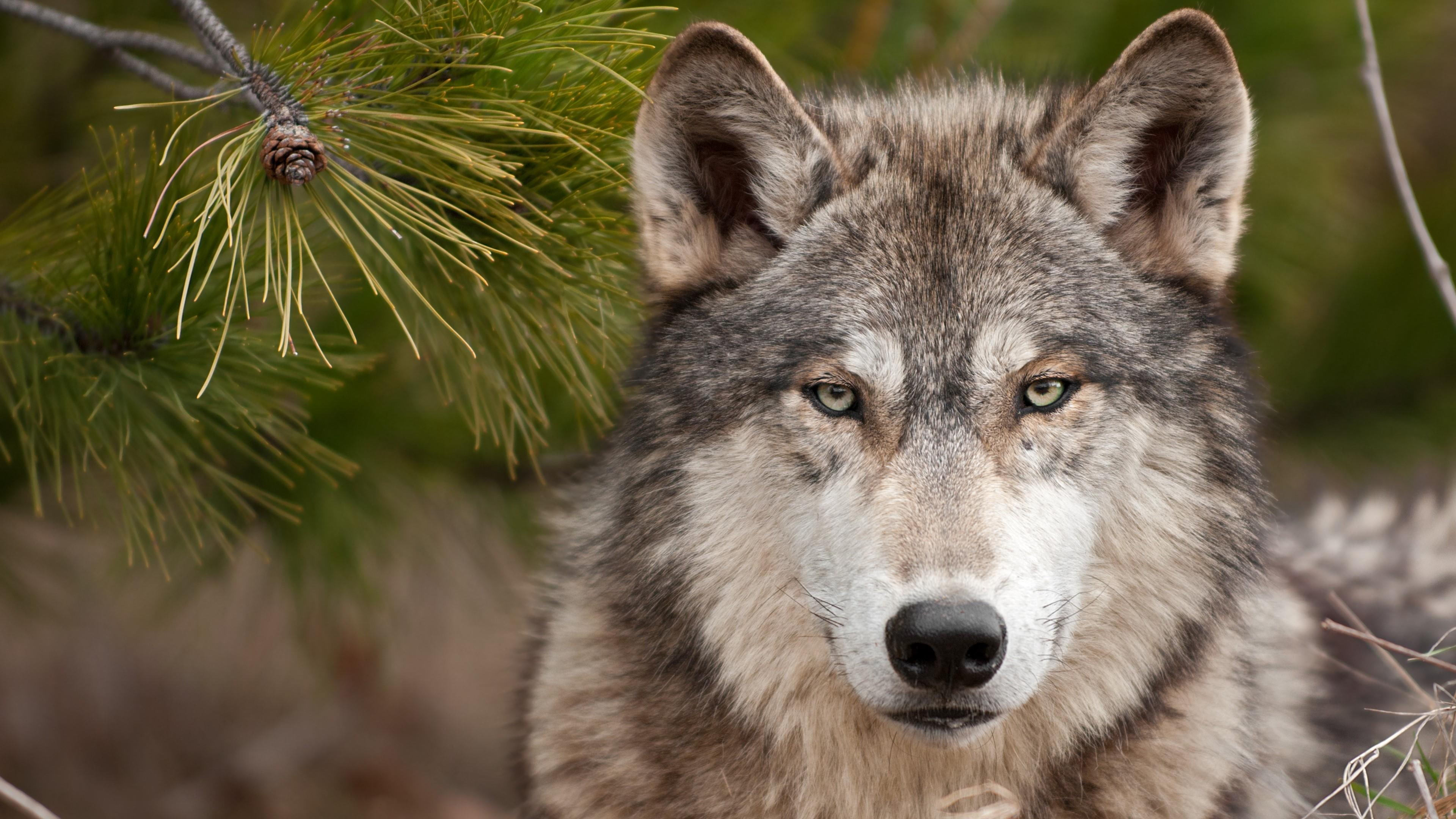 wildlife, mammal, wolf, 4K, gray wolf, HD Wallpaper