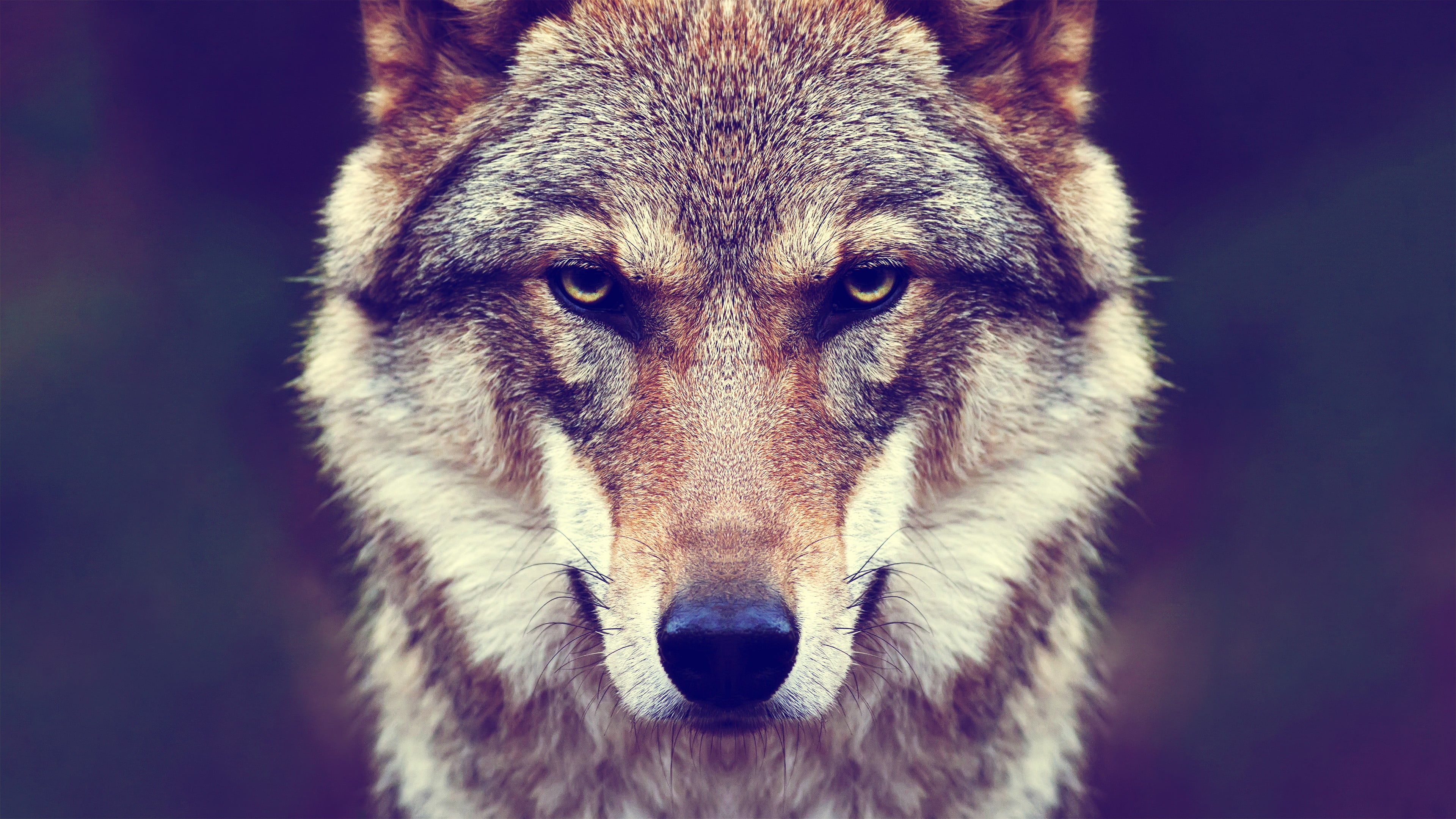 4K, aggression, white, front view, portrait, animal, studio shot, wildlife, wolf, looking, dog, animal wildlife, wofl, canine, animal body part, fur, outdoors, HD Wallpaper