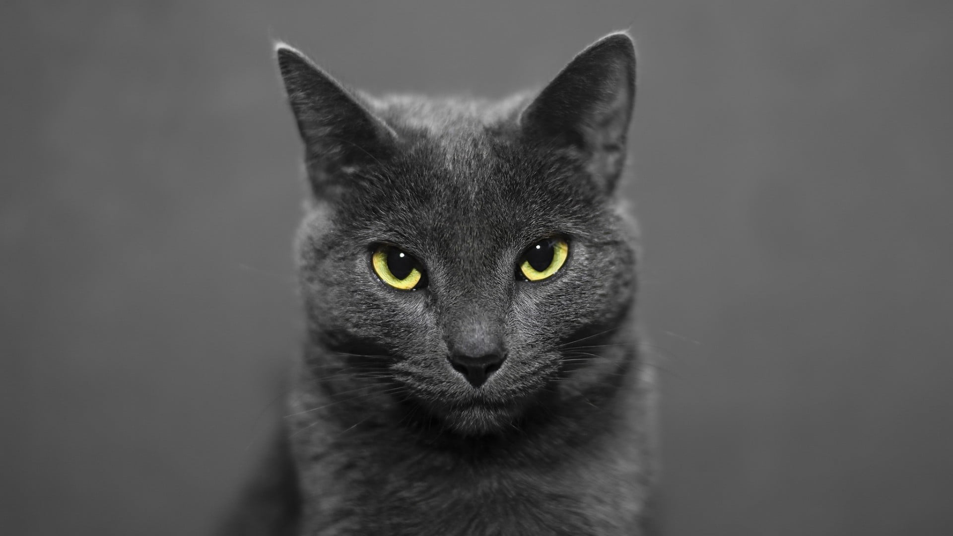 domestic animals, one animal, looking, yellow eyes, russian blue cat, 1080P, pets, close-up, domestic, mammal, eyes, black color, cat, animal eye, whiskers, HD Wallpaper