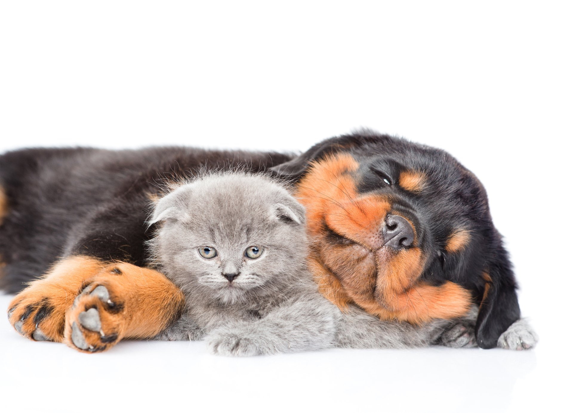 Cat and Dog, mammal, relaxation, animal family, Cute, studio shot, Rottweiler, domestic animals, animal themes, no people, animal wildlife, Kitten, two animals, HD Wallpaper