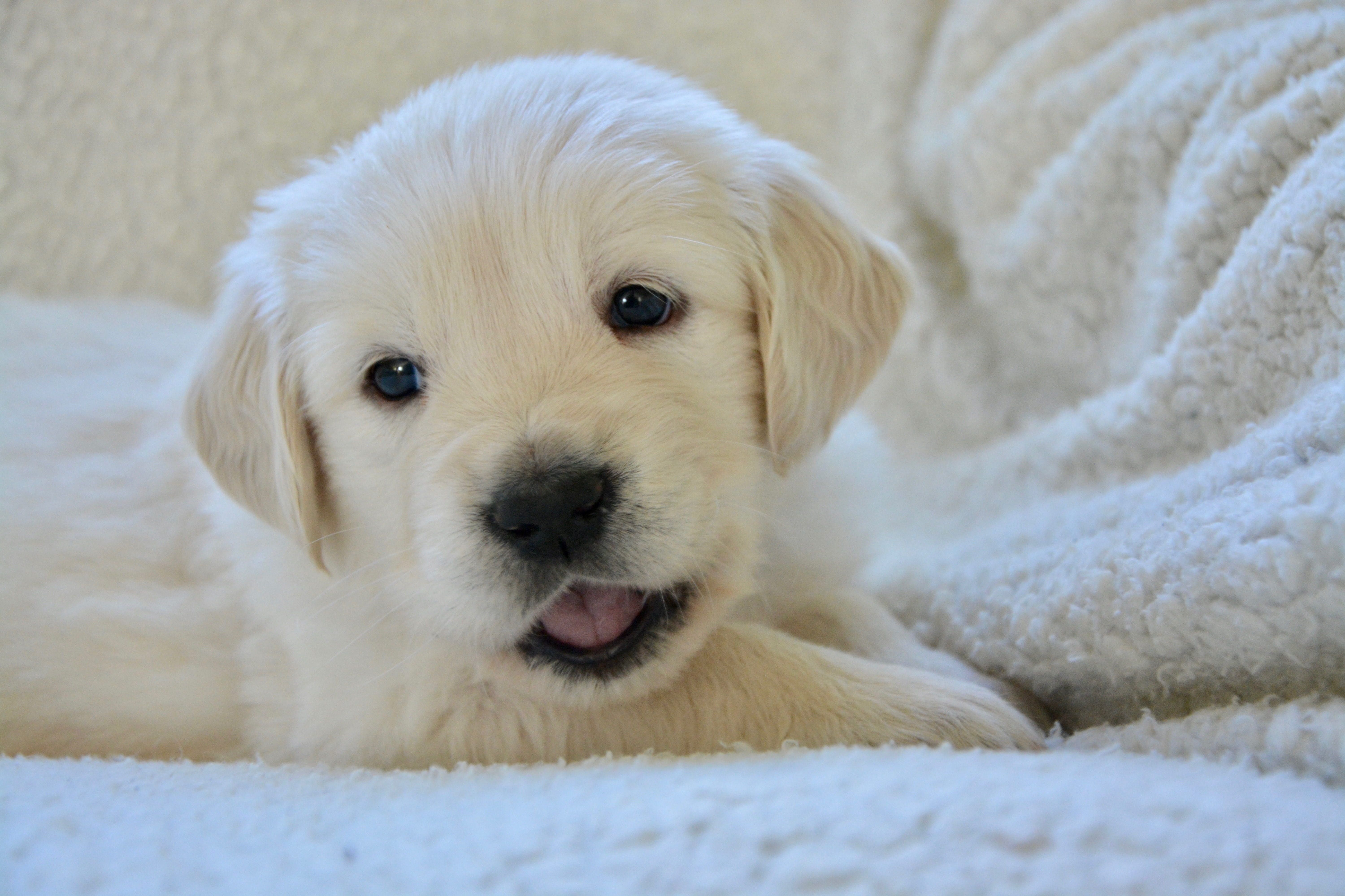 cute, domestic, puppy, portrait of a domestic animal, animal themes, snow, mammal, dog, vertebrate, dog breed, focus on foreground, canine, looking at camera, HD Wallpaper