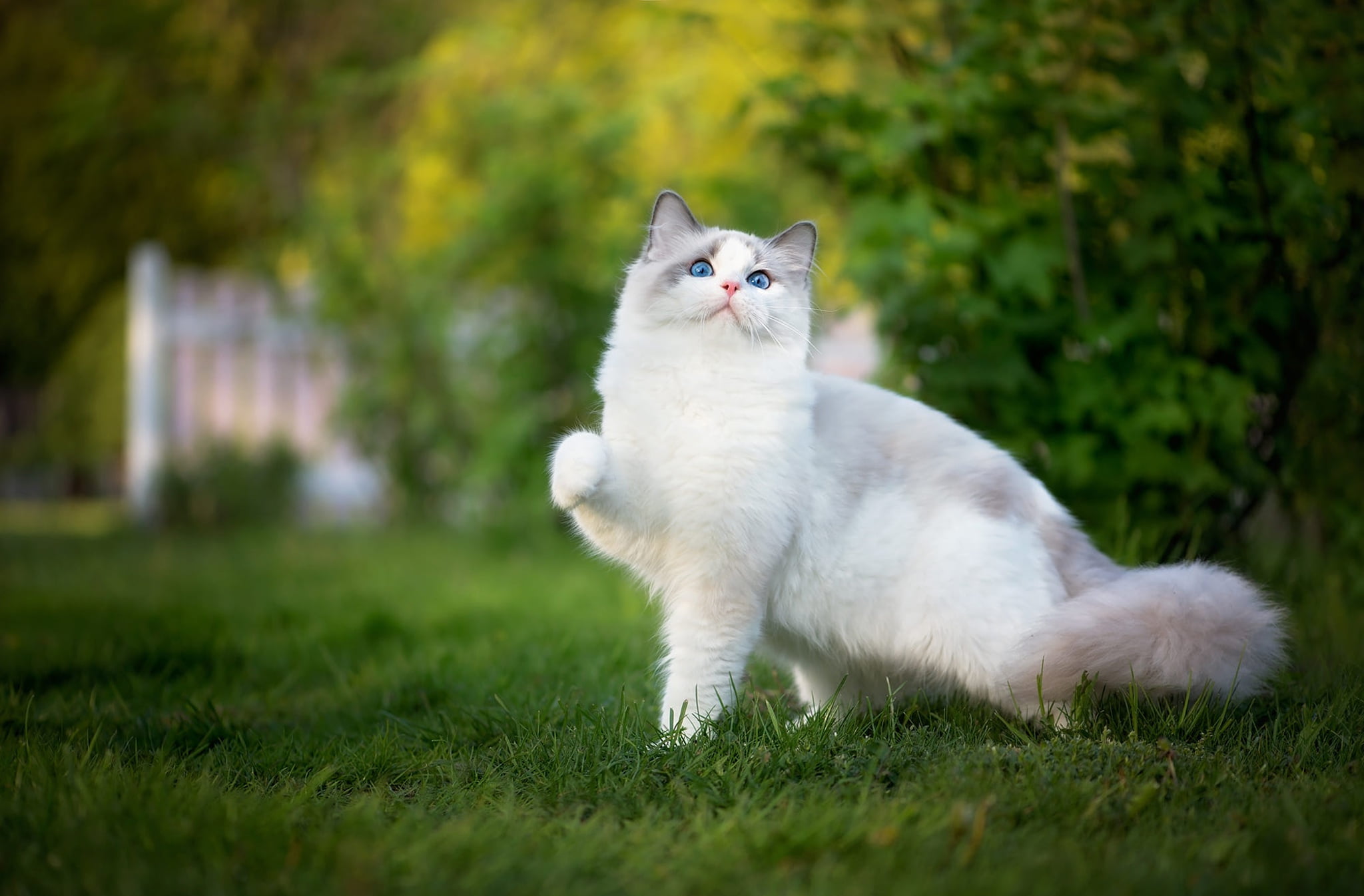 cutie, nature, cat, lawn, garden, grass, pose, white, kitty, ragdoll, the cat, 1080P, friendly, greens, blue eyes, foot, HD Wallpaper