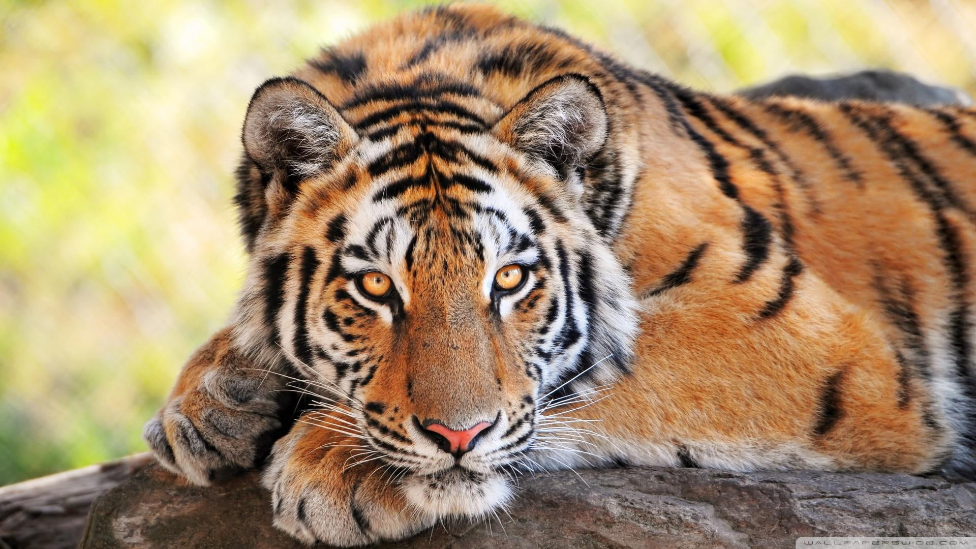young, beautiful tiger, young tiger, bengal, tiger, 1080P, beautiful young tiger, animals, beautiful, HD Wallpaper