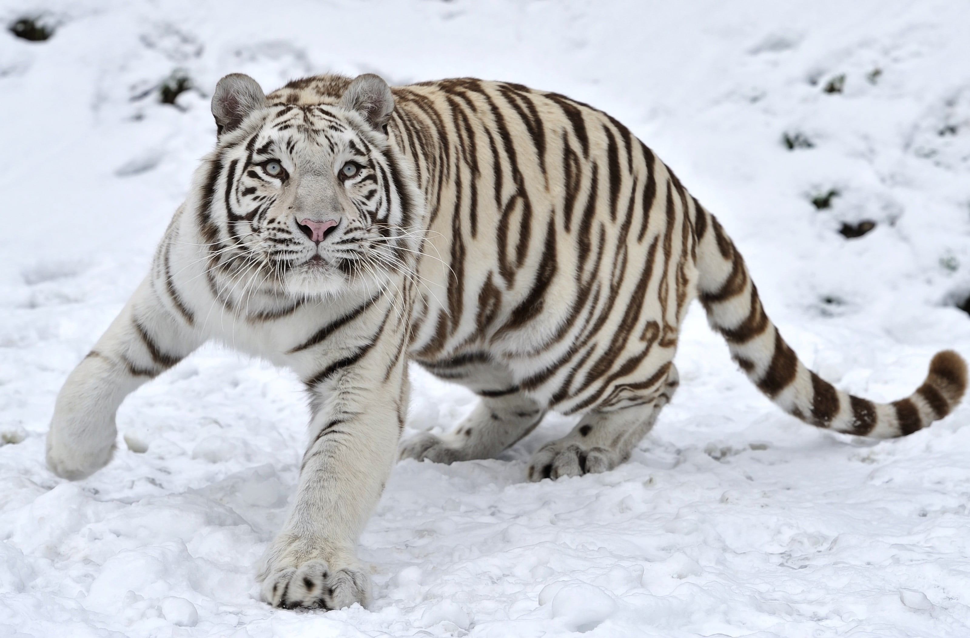 winter, 2K, big Cat, day, bengal, animal wildlife, carnivore, cat, large, cold temperature, striped, animals In The Wild, white, nature, tigris River, HD Wallpaper