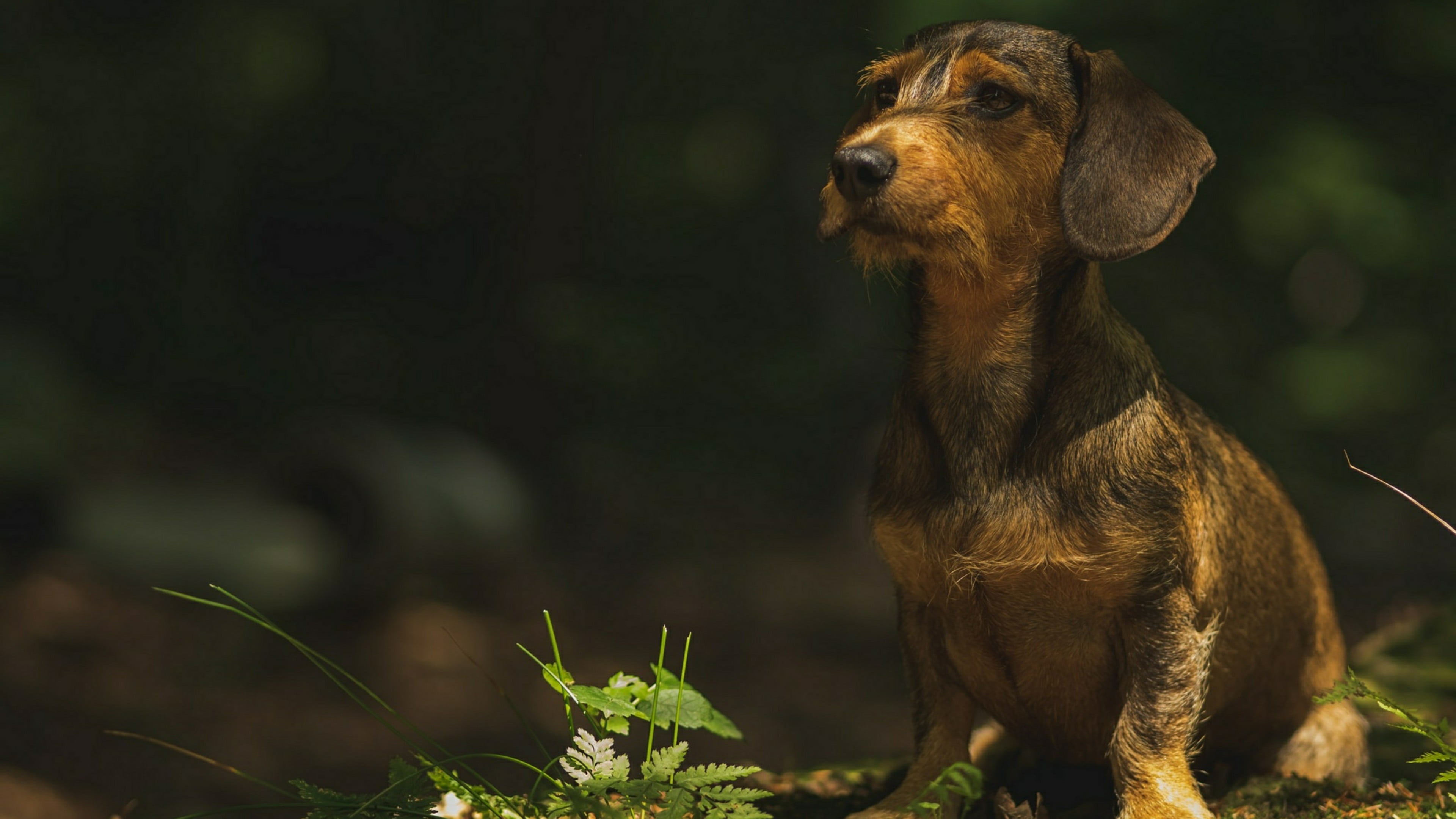 outdoors, focus on foreground, wirehaired dachshund, long dog, animal themes, day, looking away, one animal, 4K, plant, dog breed, canine, looking, brown, HD Wallpaper
