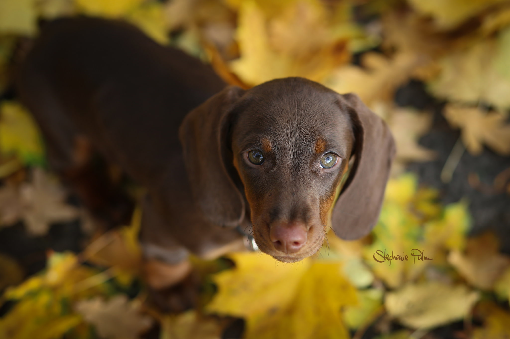 mammal, leaf, no people, domestic animals, animal themes, leaves, animal head, young animal, dog, puppies, dachshund, domestic, focus on foreground, 1080P, HD Wallpaper