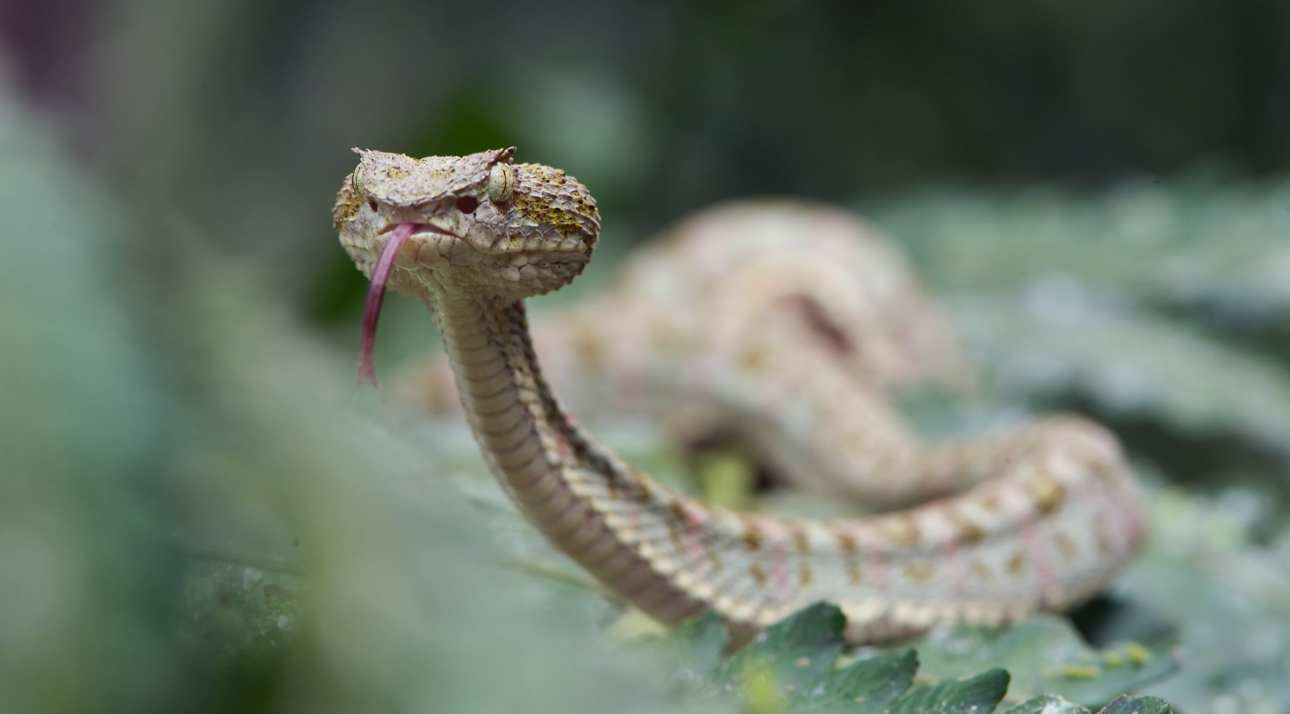 reptiles, snake, vertebrate, day, animal, animal body part, plant, focus on foreground, animal wildlife, animal themes, animal scale, selective focus, sign, HD Wallpaper