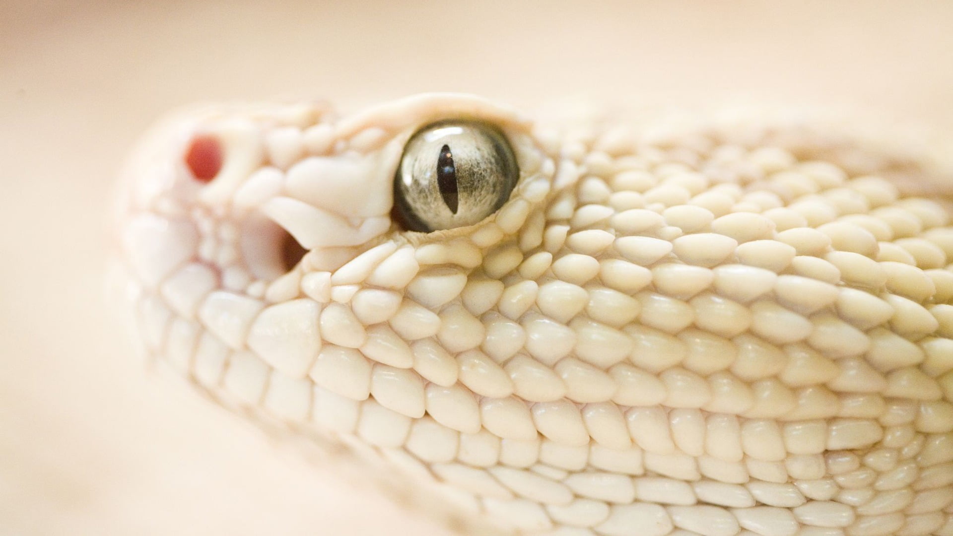 studio shot, animal body part, animal eye, reptile, close-up, animal mouth, portrait, one animal, animal wildlife, white, 1080P, animals, animal scale, HD Wallpaper