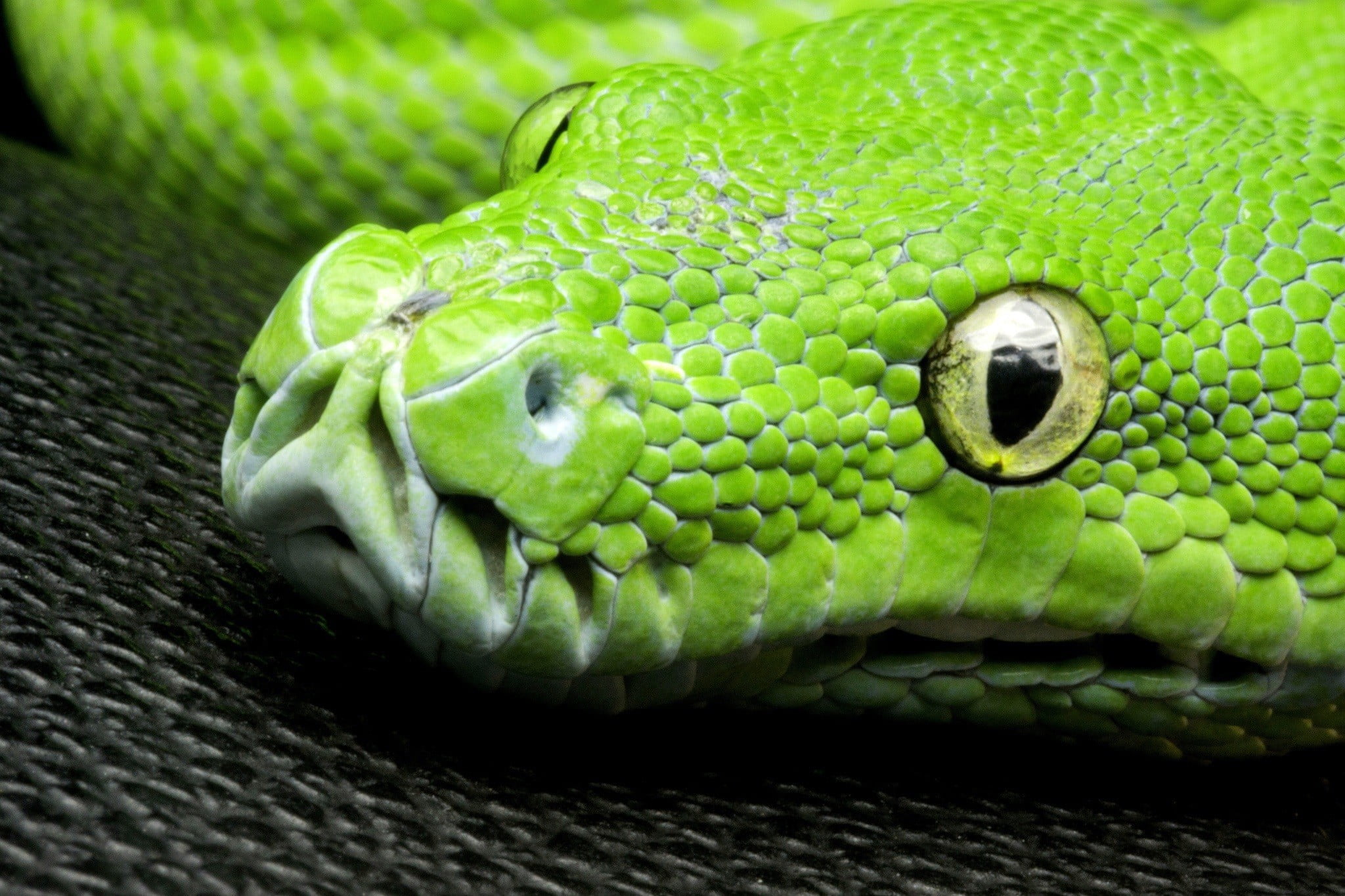 animal eye, closeup, yellow eyes, no people, green, animal, wildlife, eye, animal wildlife, 1080P, vertebrate, snake, day, animal body part, nature, animal scale, HD Wallpaper