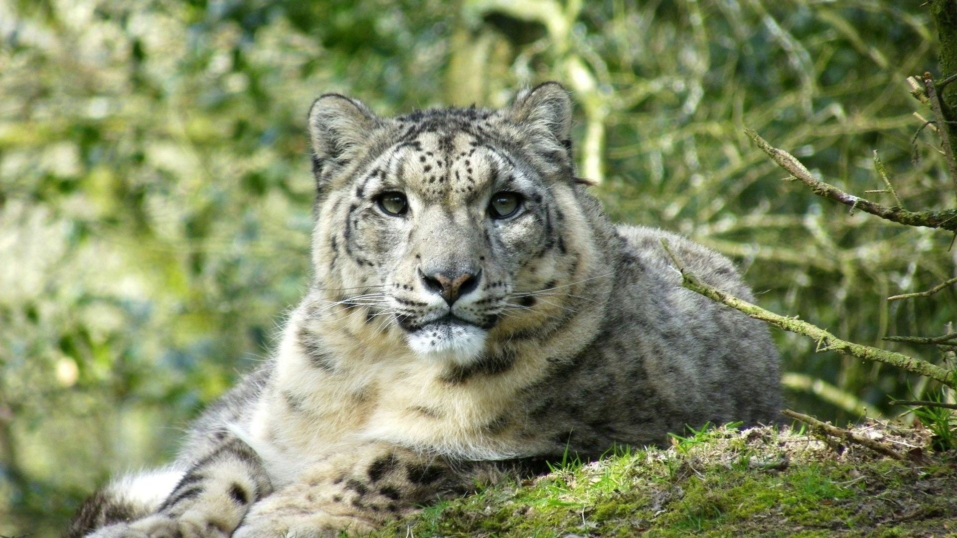 depth of field, mammal, looking at camera, cat, nature, forest, leopard (animal), animal themes, animals, one animal, animals in the wild, plant, snow leopards, HD Wallpaper