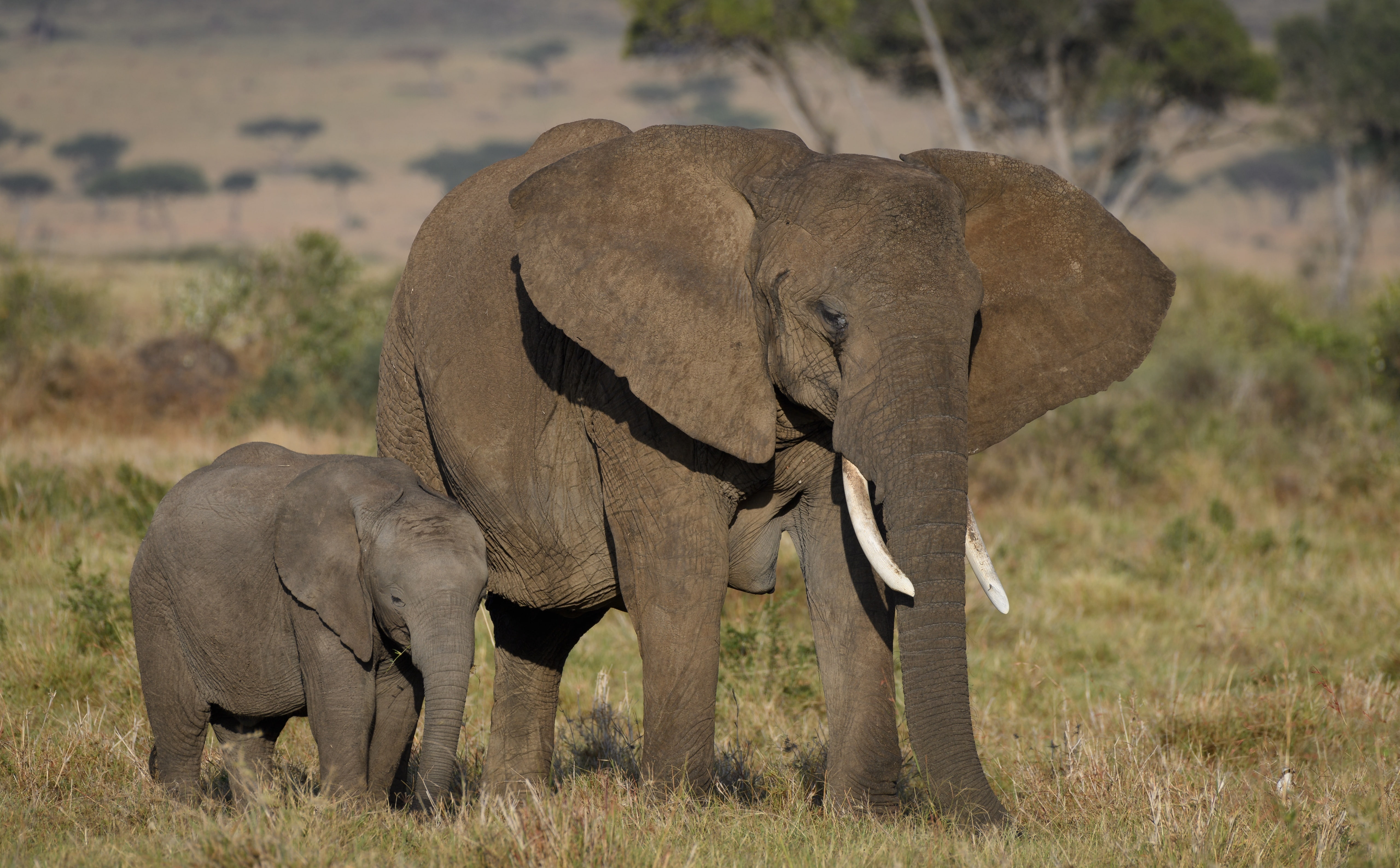animal trunk, Elephant, Kenya, Safari, conservation, View, Park, two animals, habitat, Mother, Natural, grass, Preserve, Expedition, Destination, african, HD Wallpaper