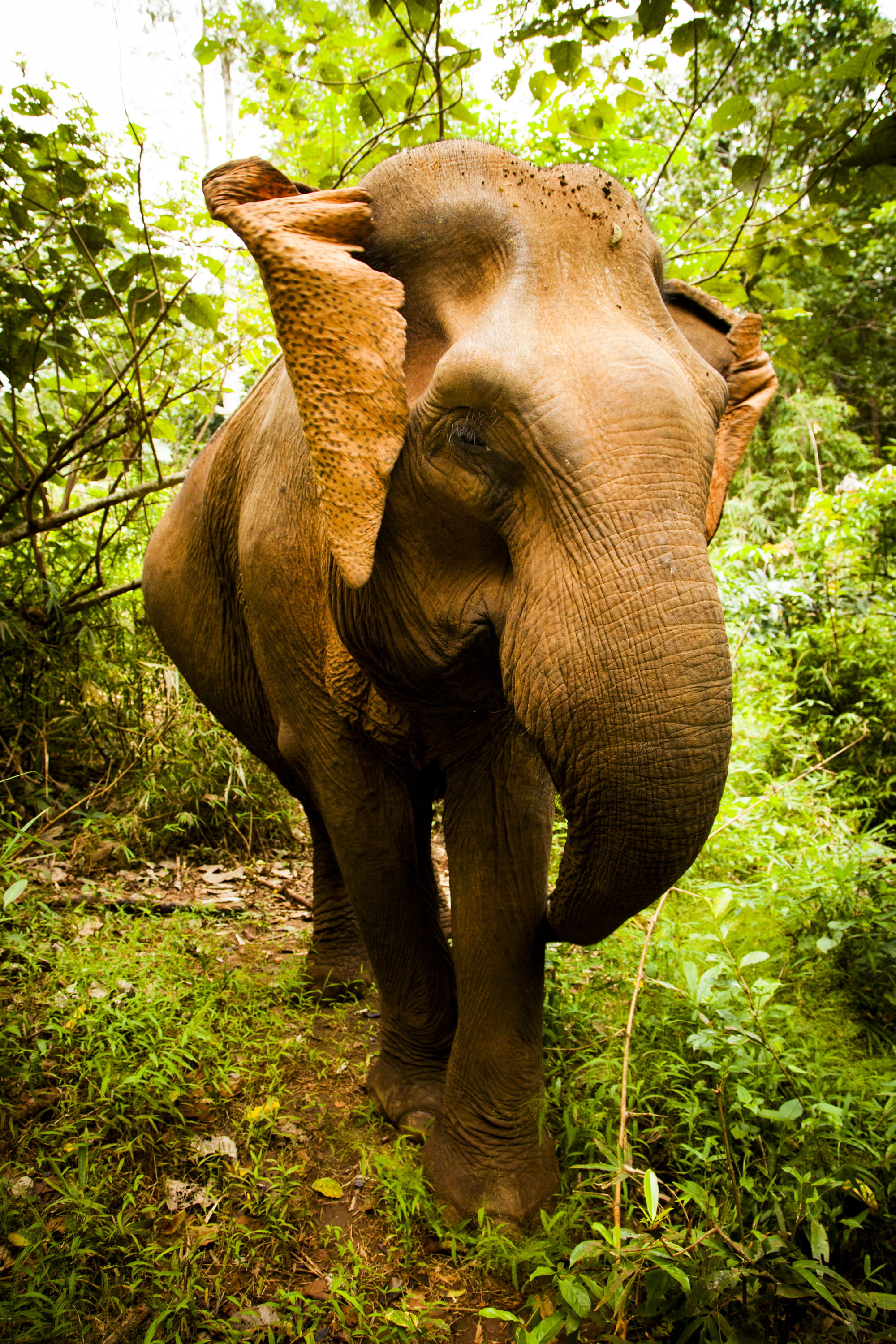 animal, standing, travel, animal wildlife, brown, strong, animal trunk, green, elephant, herbivorous, land, vertebrate, nature, rainforest, animal themes, Phone HD Wallpaper