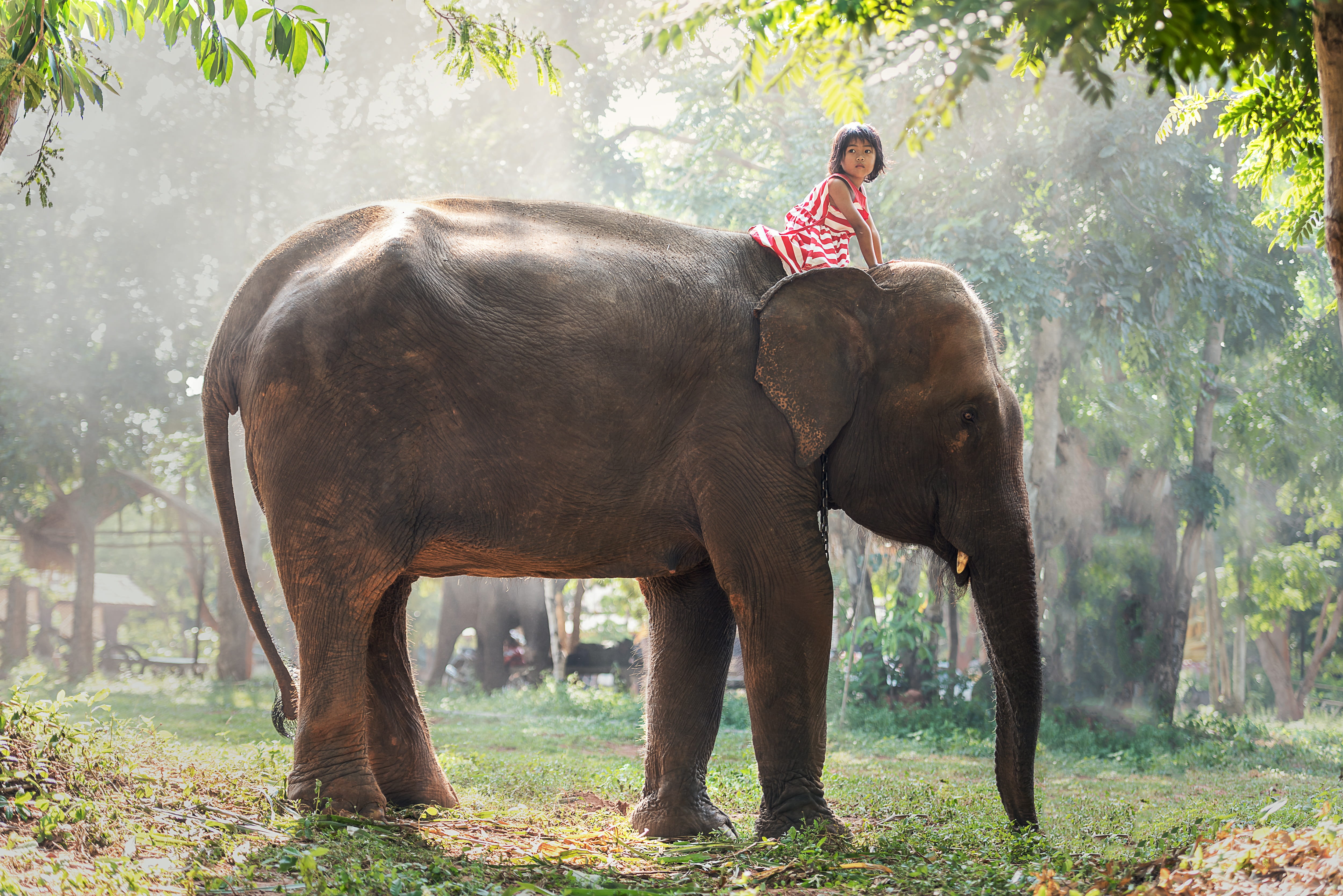 innocent, hugs, strong, the rough, riding, laos, toddler, conservation, black, kids, dress, pa, girl, 4K, asia, mammal, phra nakhon si ayutthaya, animals, HD Wallpaper