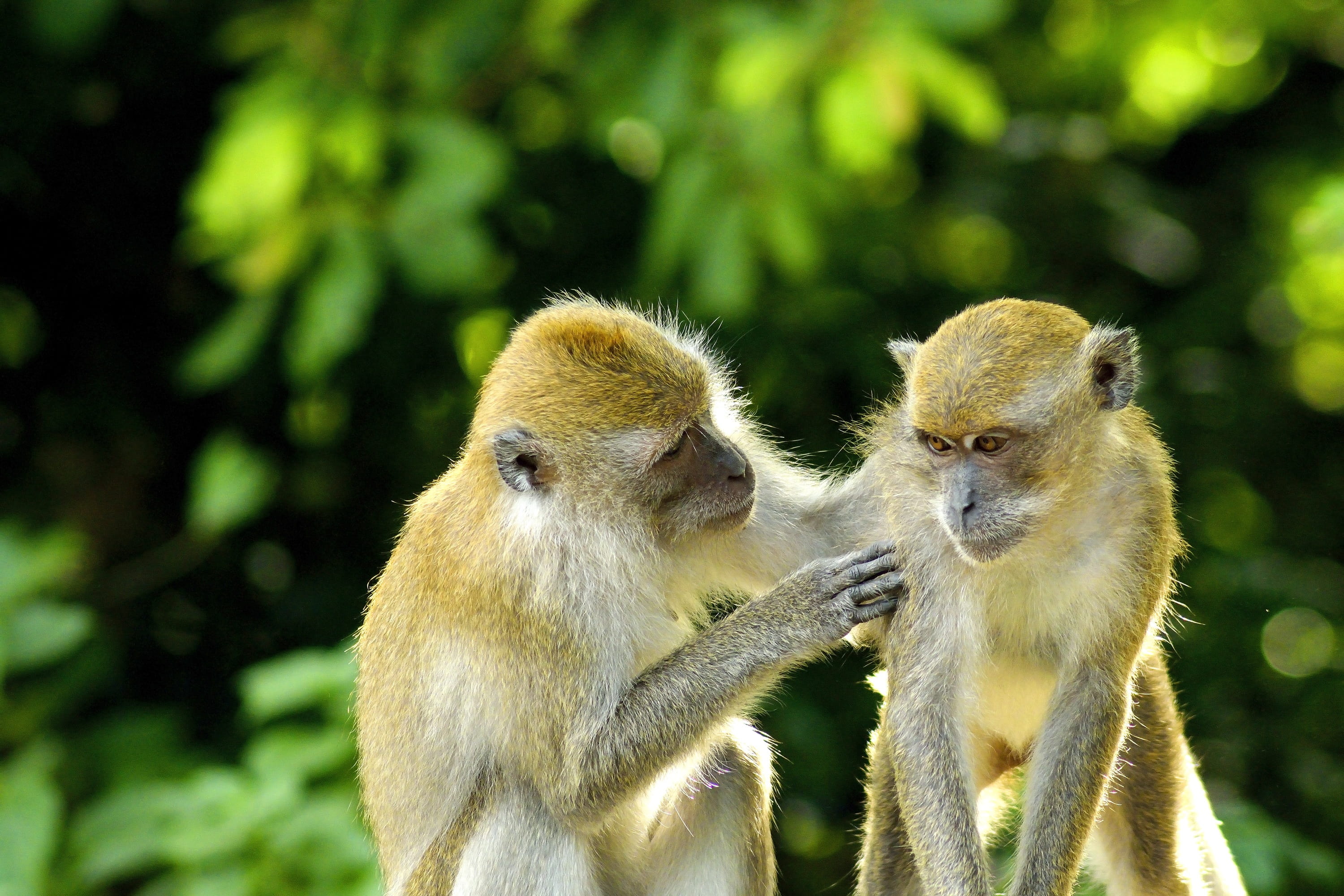 two, asia, nature, care, baby, animal family, wild, focus on foreground, monkeys, day, Monkey, animal themes, no people, child, eating, Animal, young animal, HD Wallpaper