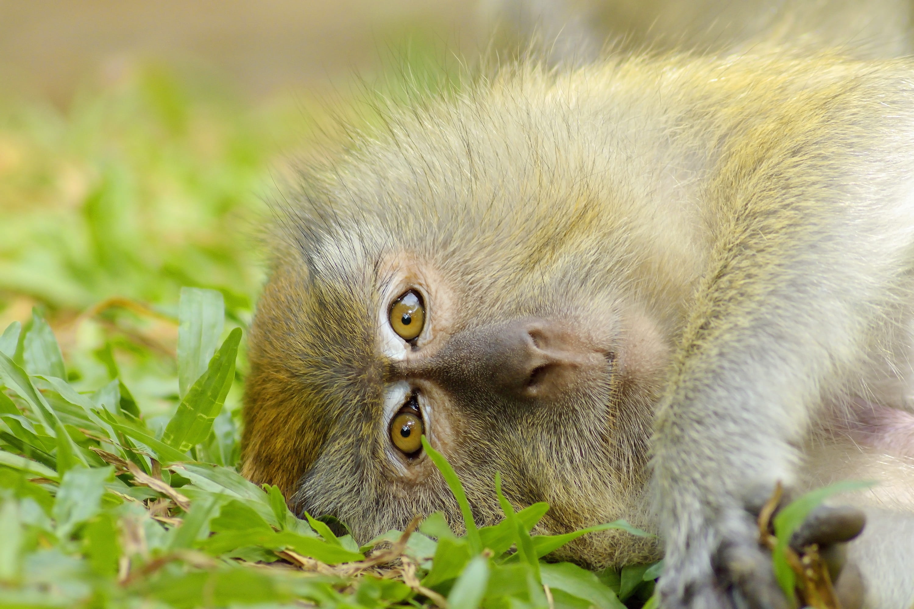 jungle, primate, wood, animal themes, animal wildlife, Love, mammal, green, vertebrate, Wildlife, plant, plant part, thailand, eating, selective focus, HD Wallpaper