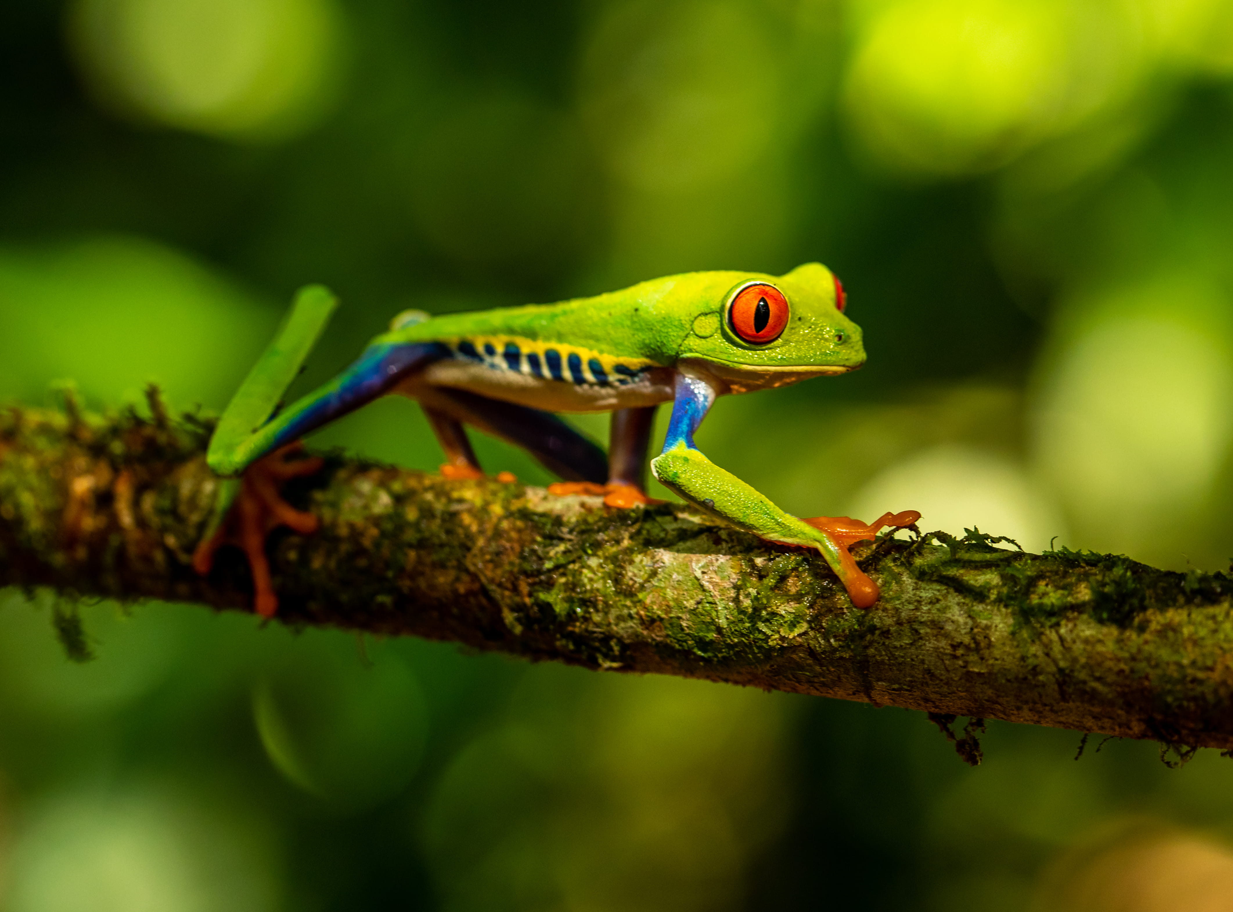 green lizard, wildlife, amphibian, branch, costa rica, reptile, green, animal wildlife, invertebrate, gecko, colour, fish, animals in the wild, nature, HD Wallpaper