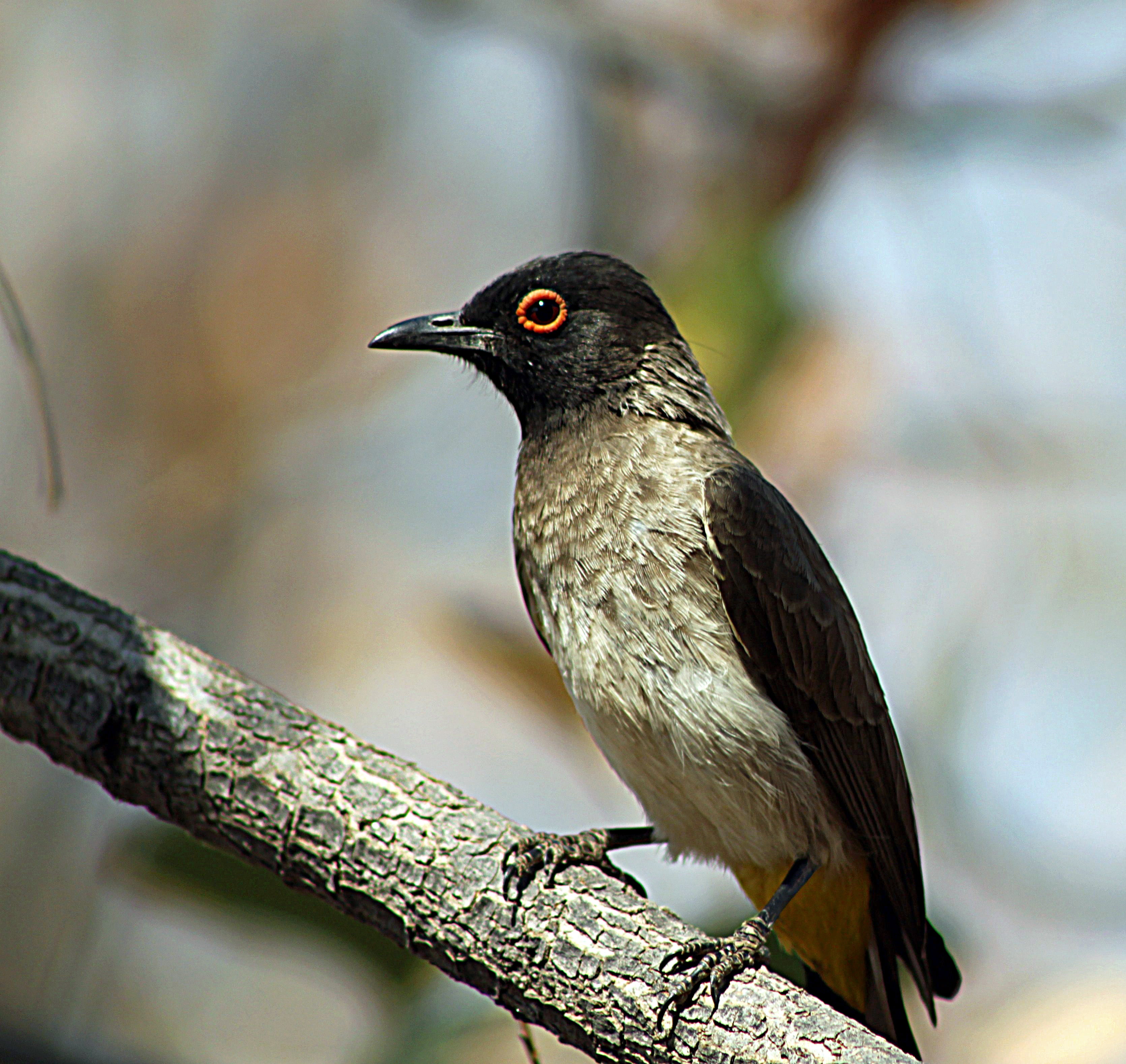 African Red-eyed Bulbul, animal, photography, selective, nature, beak, african, Africa, Opuwo, Animalia, Namibia, wildlife, gray, Black-fronted bulbul, HD Wallpaper