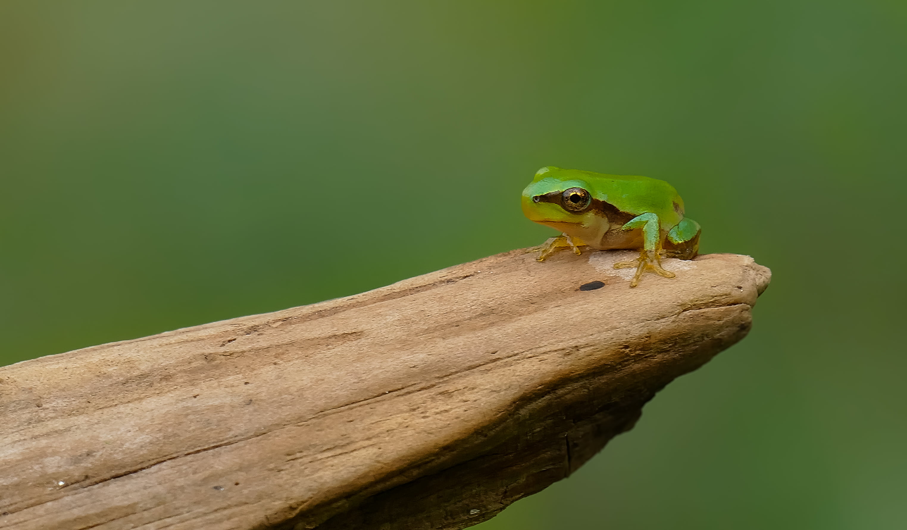 FZ, photography, de, tree branch, Panasonic, brown, animal, Lumix, forest, rana, amphibian, green, antonio, macro, 2K, branch, selective, tree Frog, tropical Climate, HD Wallpaper